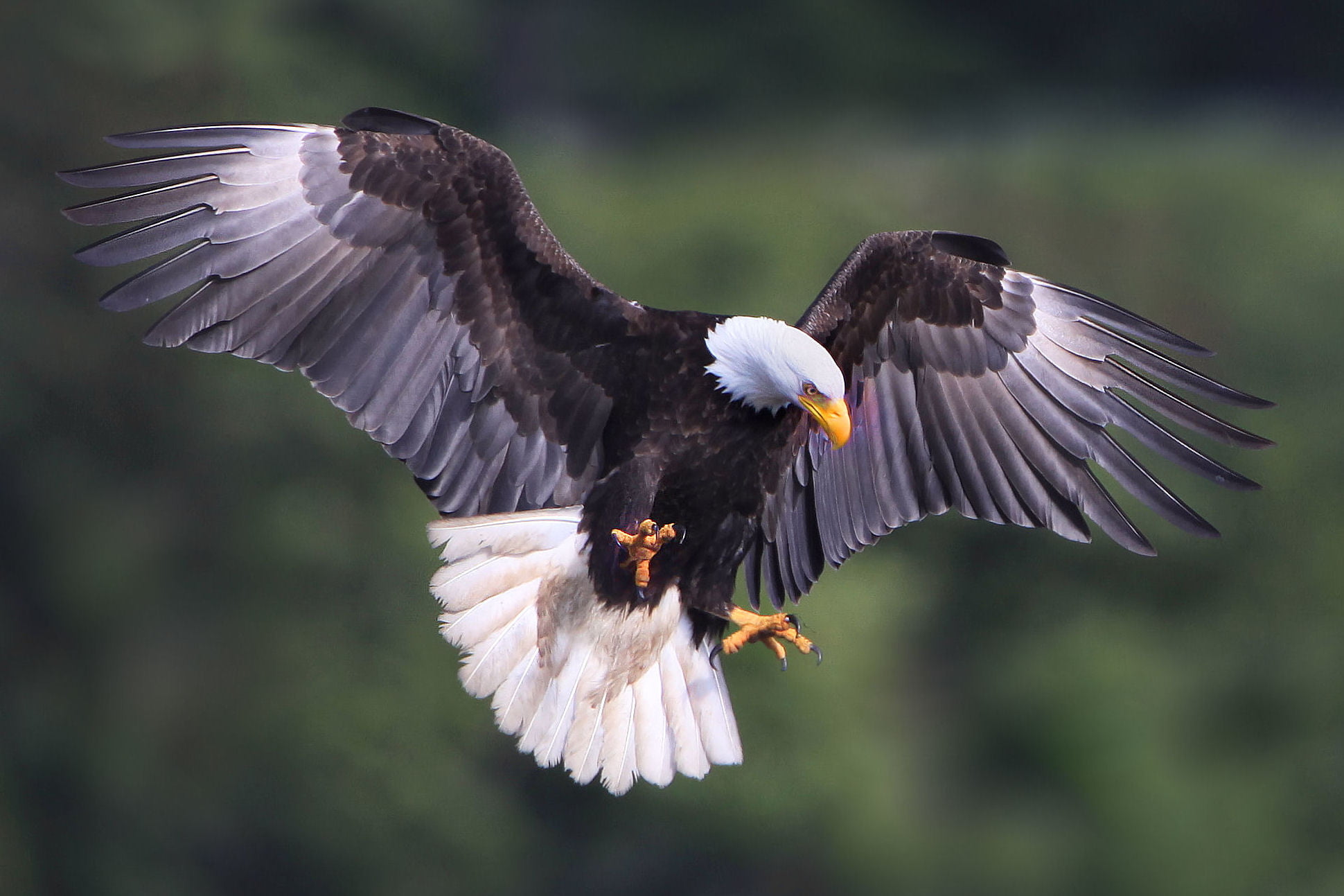 shallow focus photography of Bald Eagle bird eagle Bird wildlife 2k