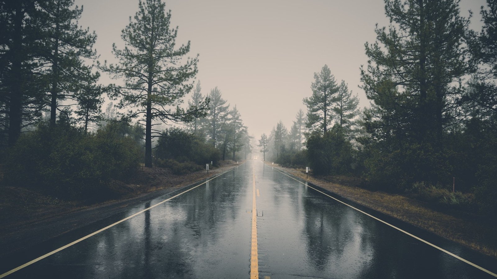 asphalt road black concrete nature landscape trees forest 2k