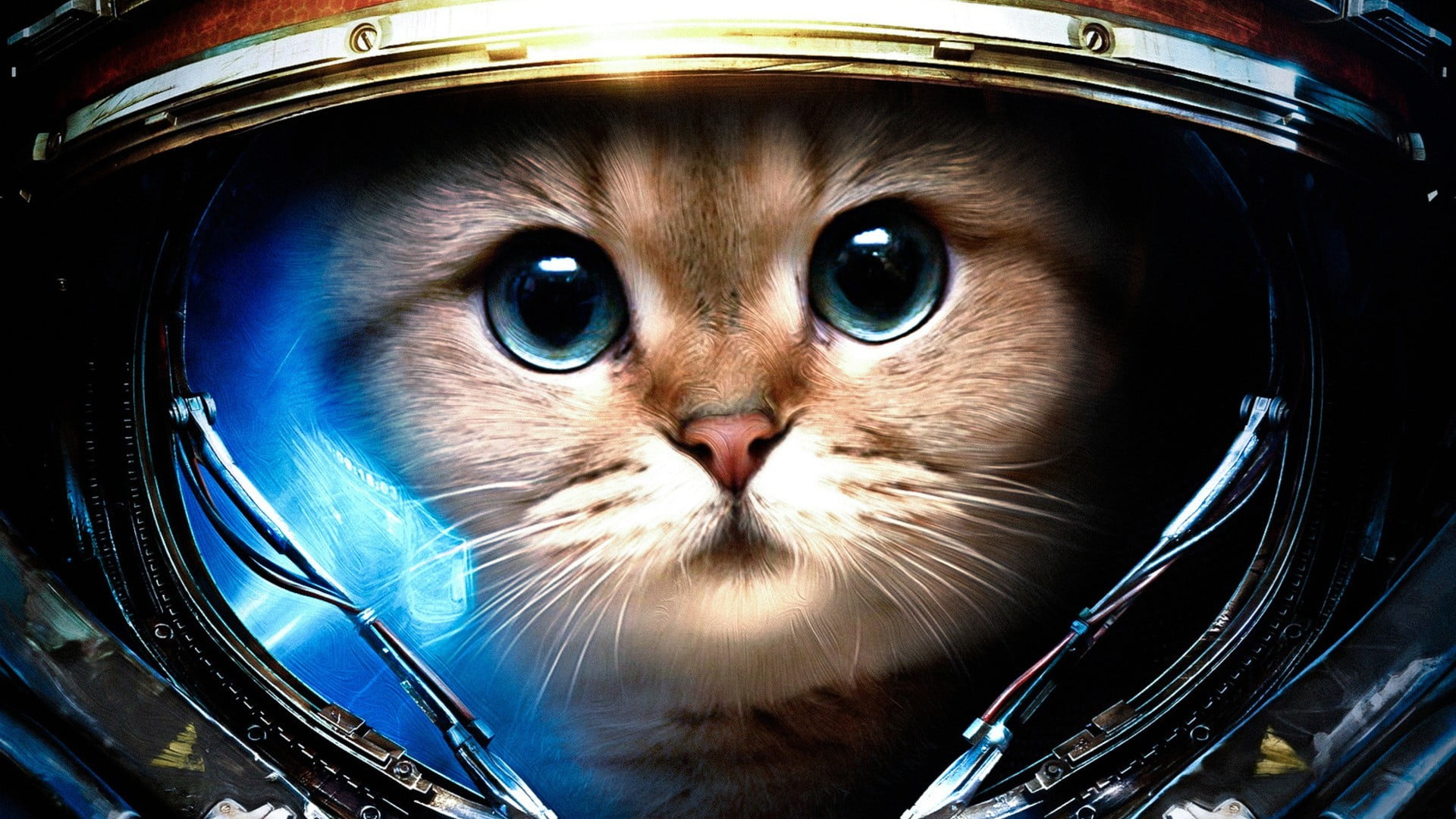 astronaut cat digital wallpaper Starcraft II James Raynor space 2k