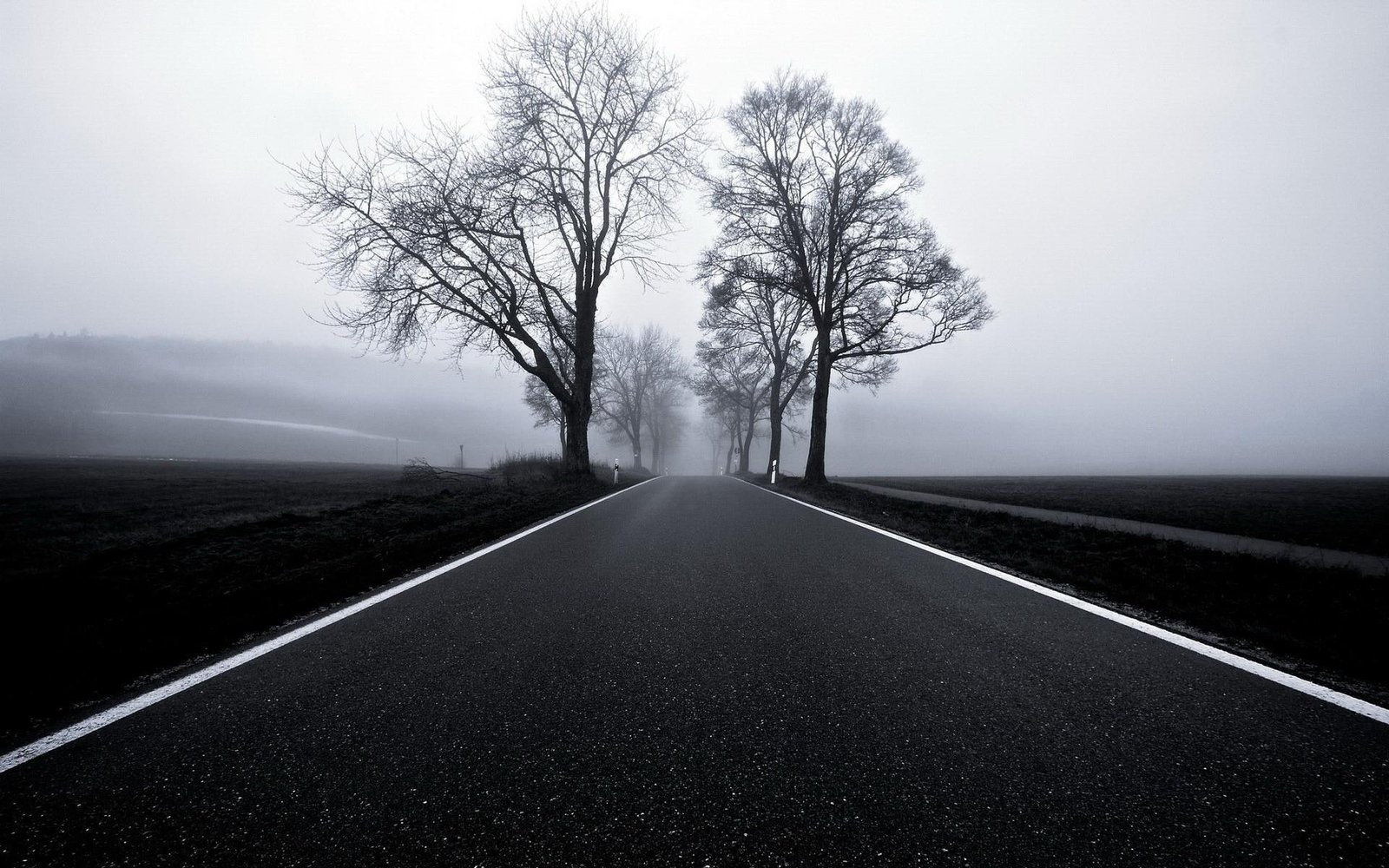 Blacktop In Black White trees road black and white nature landscapes 2k