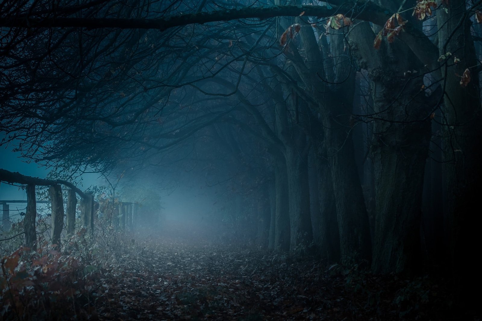 brown bare trees dark pathway with dead and fog mist 2k