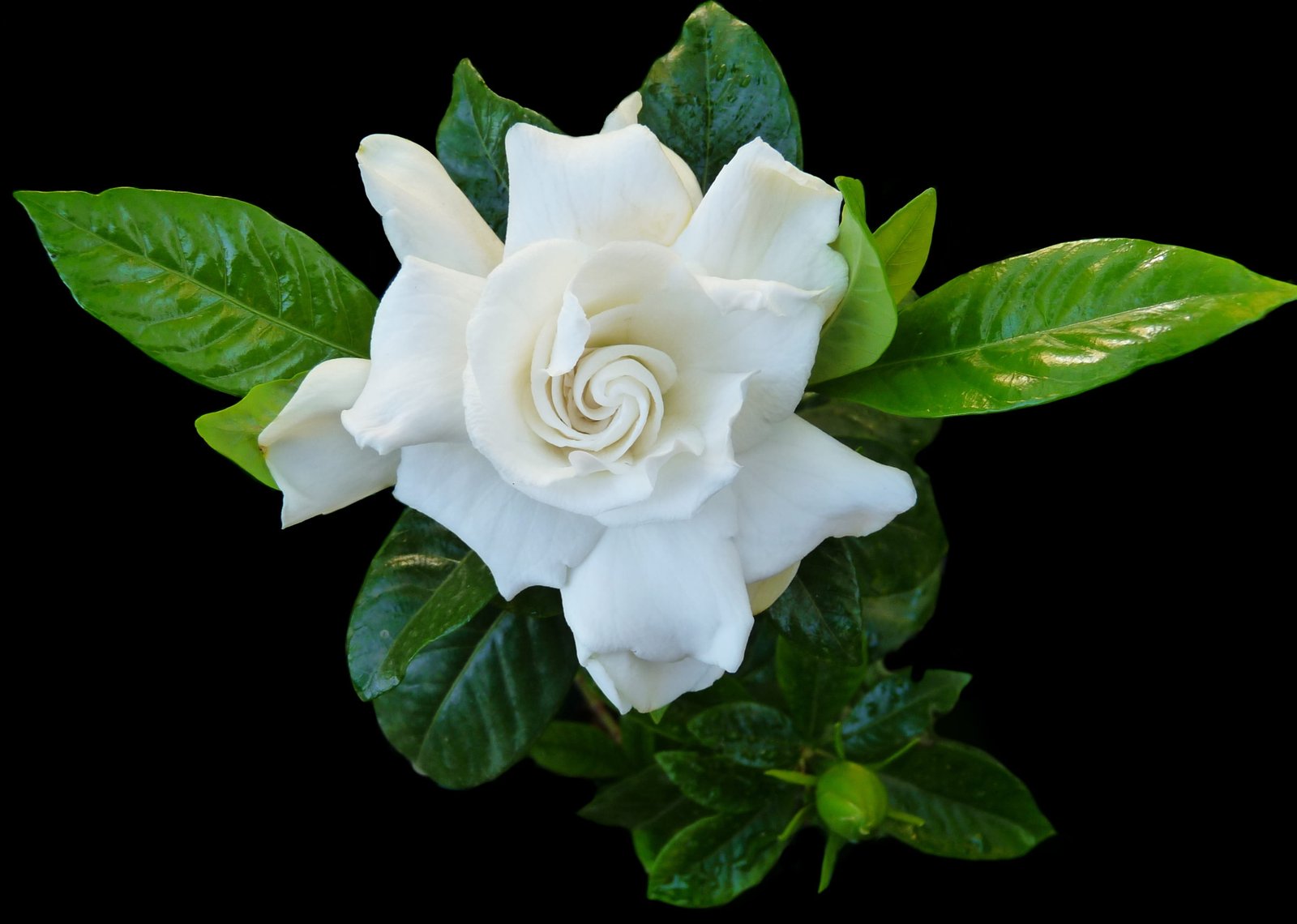 gardenia flower fragrant perfume nature leaf plant close up 2k 4k