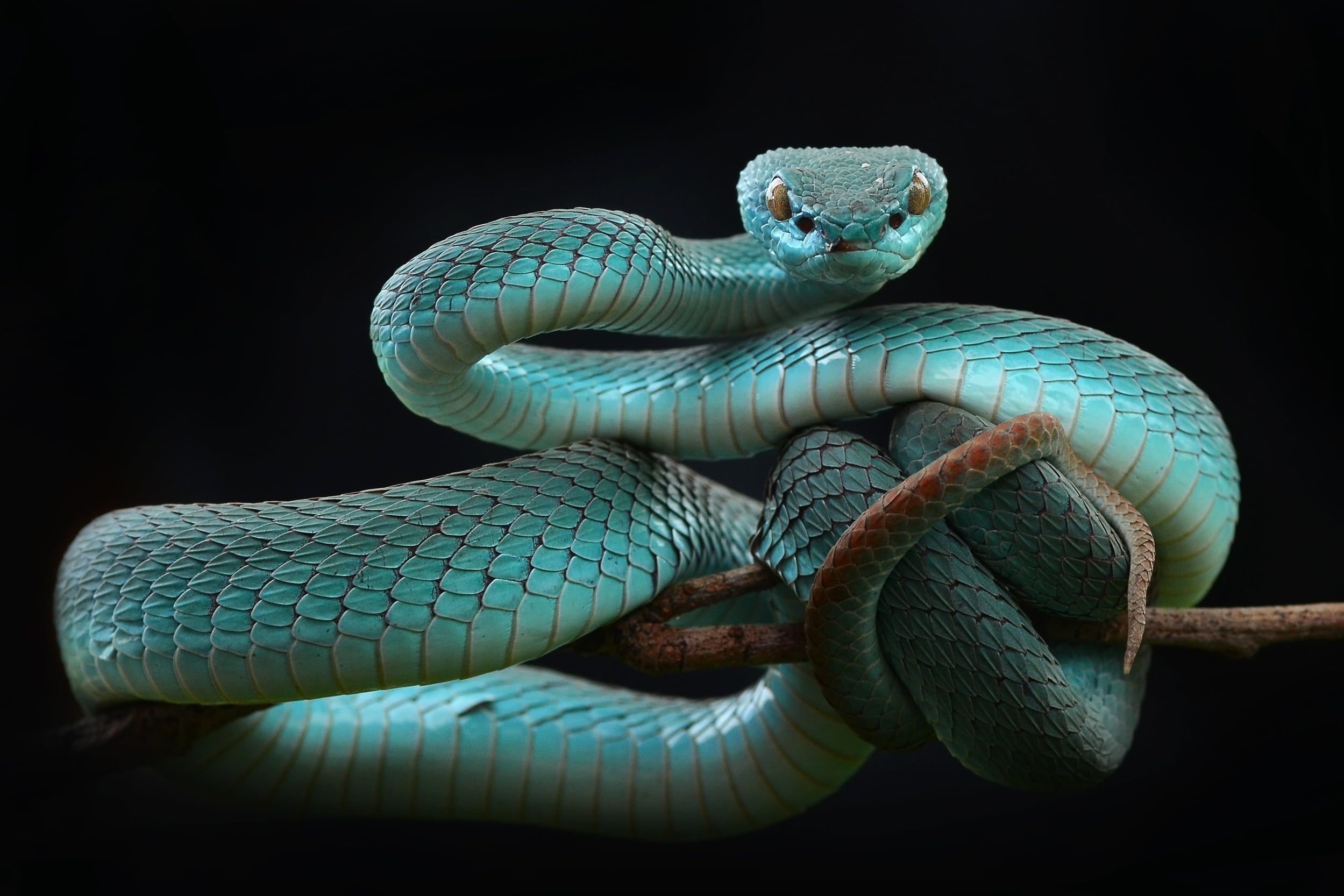 gray snake animals reptiles black background studio shot 2k