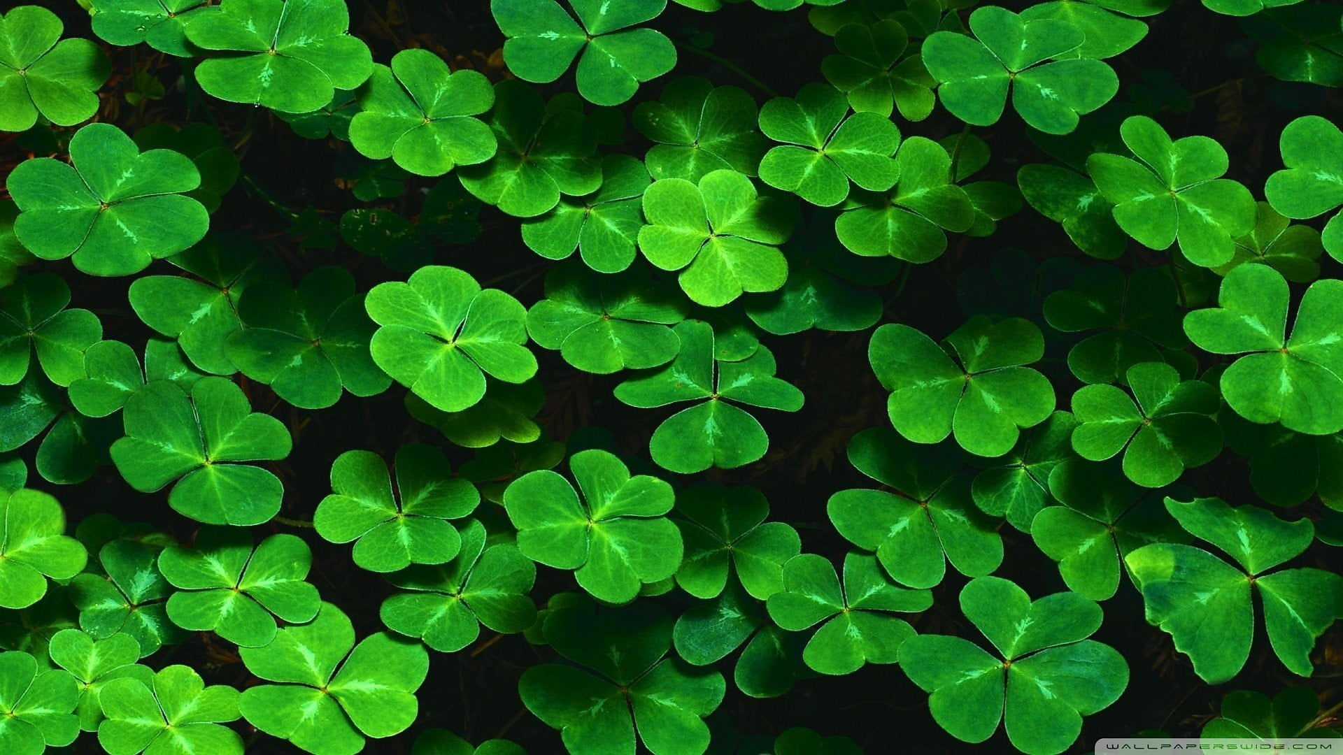 green leafed plants clovers leaves nature Color backgrounds 2k