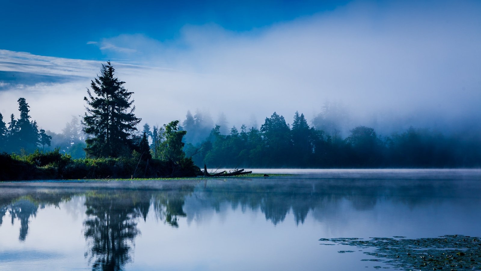 green leafed tree lake morning mist blue forest water reflection 2k