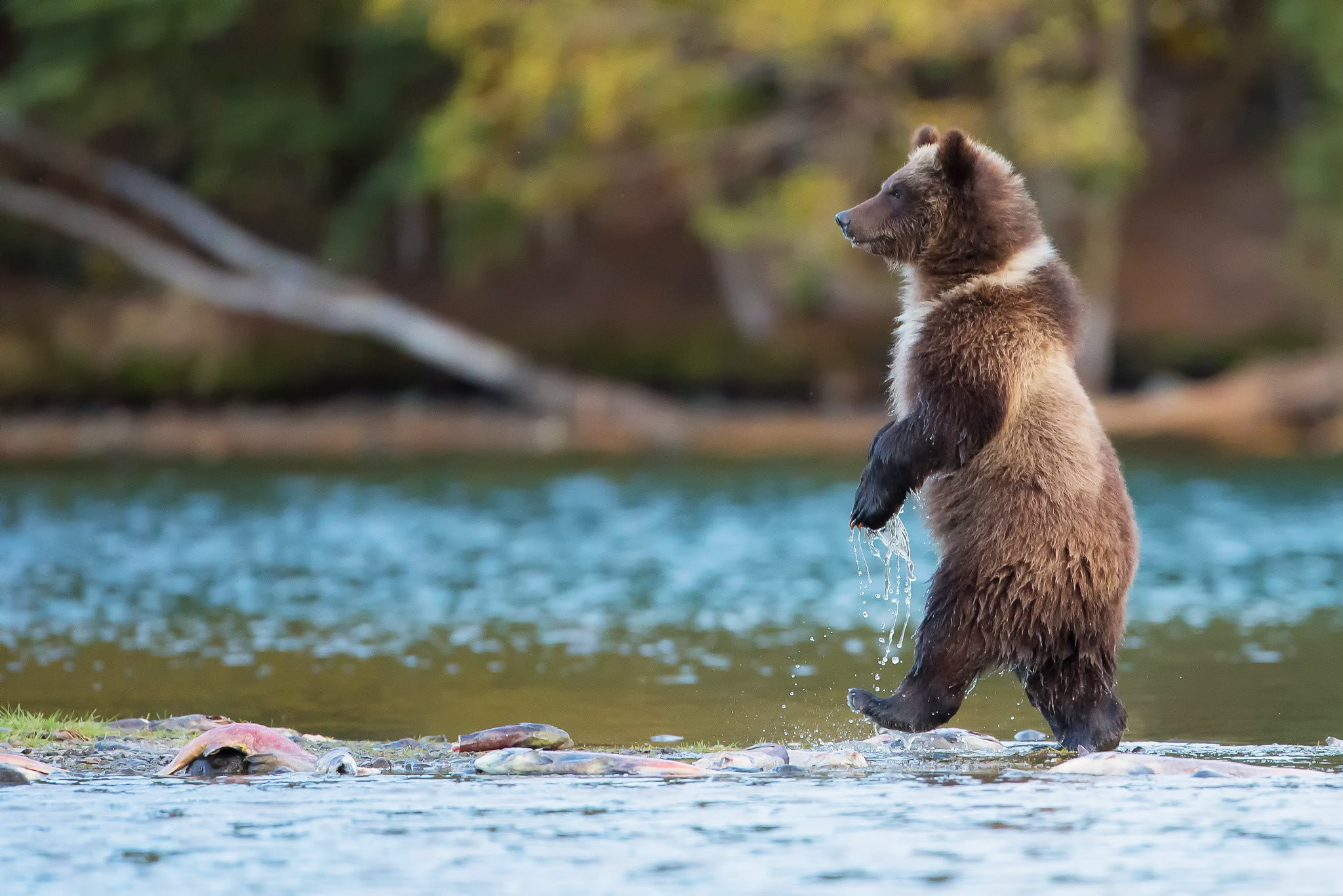 grizzly bear bears nature animals river baby Grizzly Bears 2k