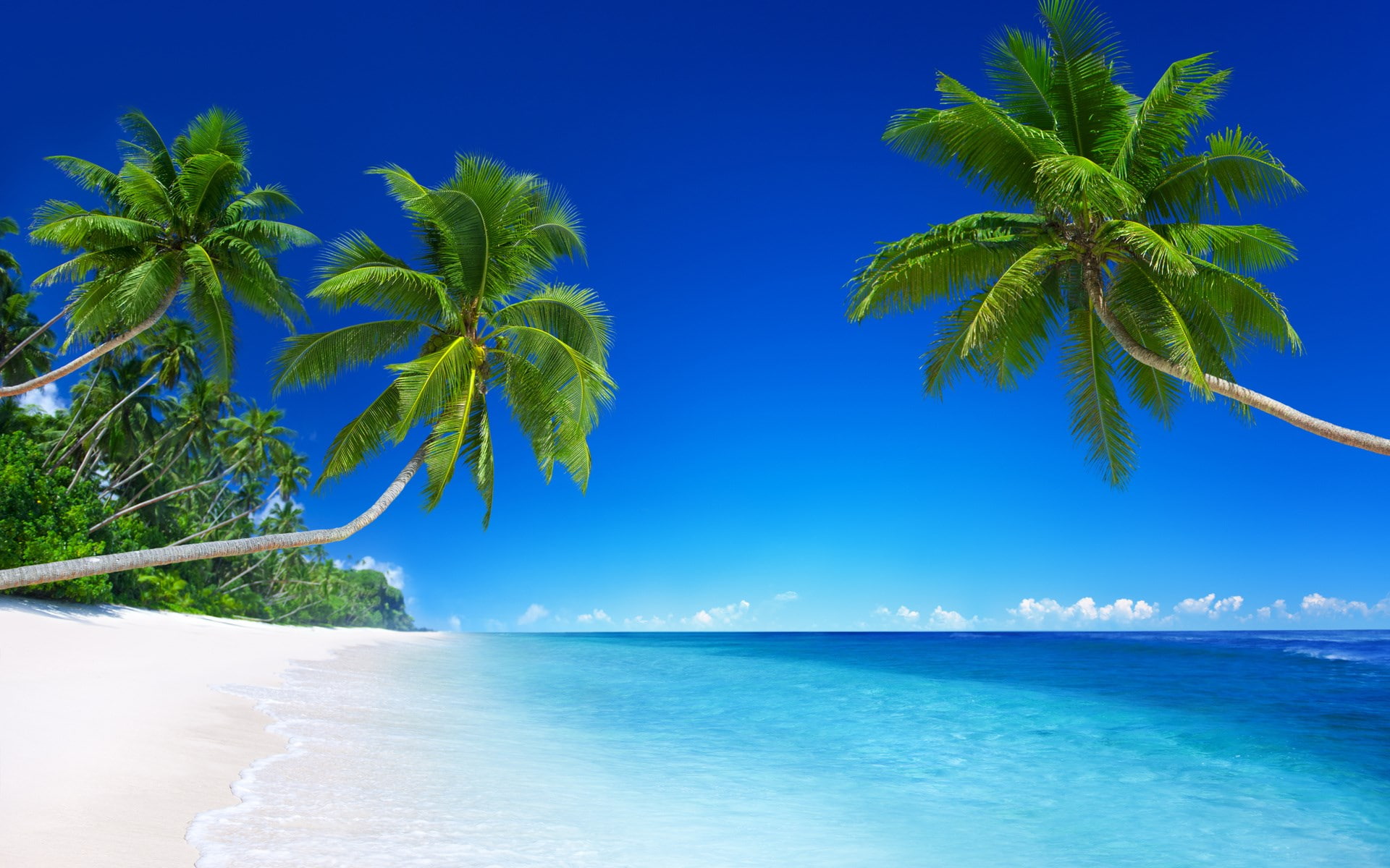 hd nature p tropical climate water sea palm tree 2k