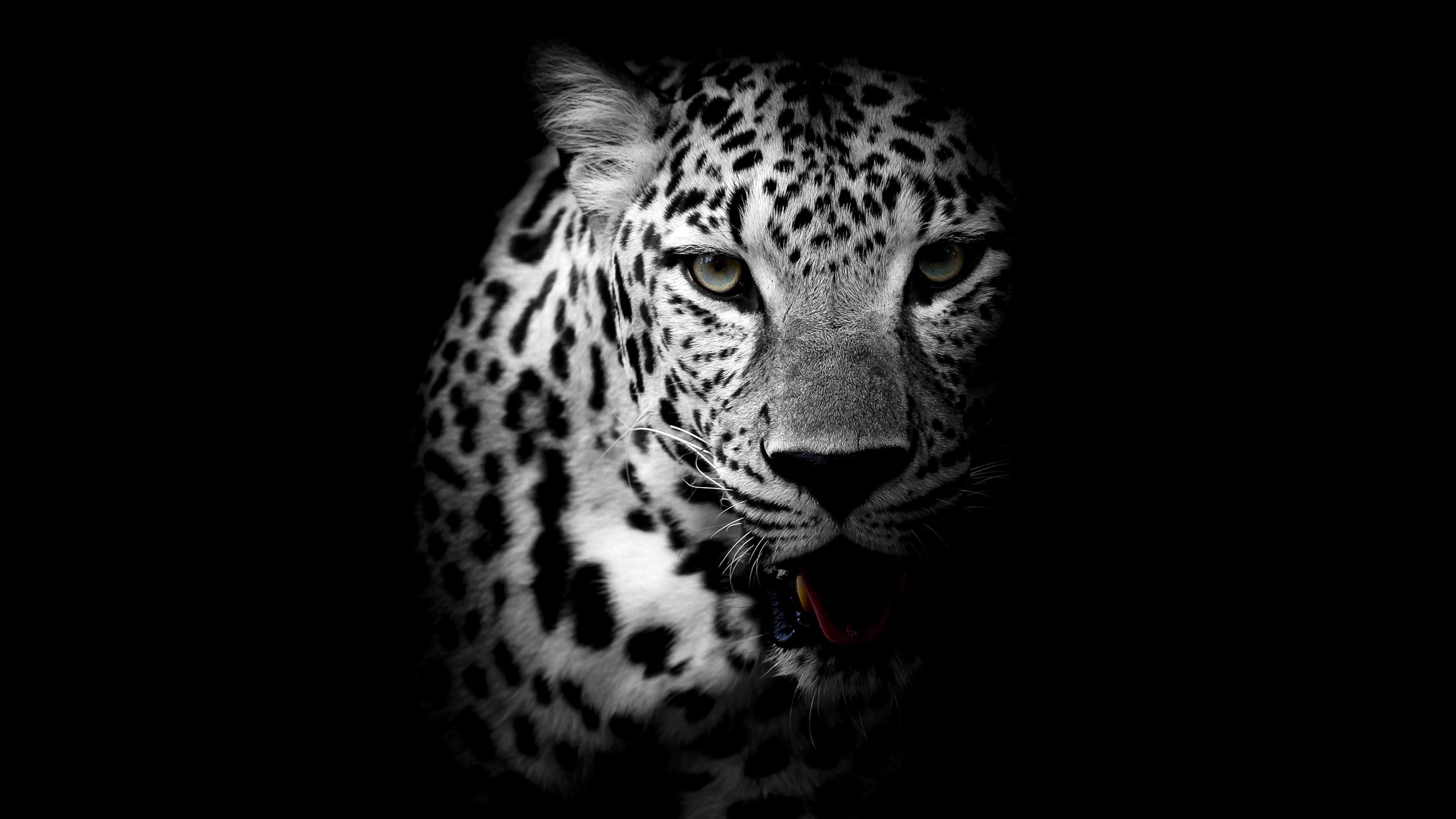 leopard dark animal wild monochrome wildlife black and white 2k 4k