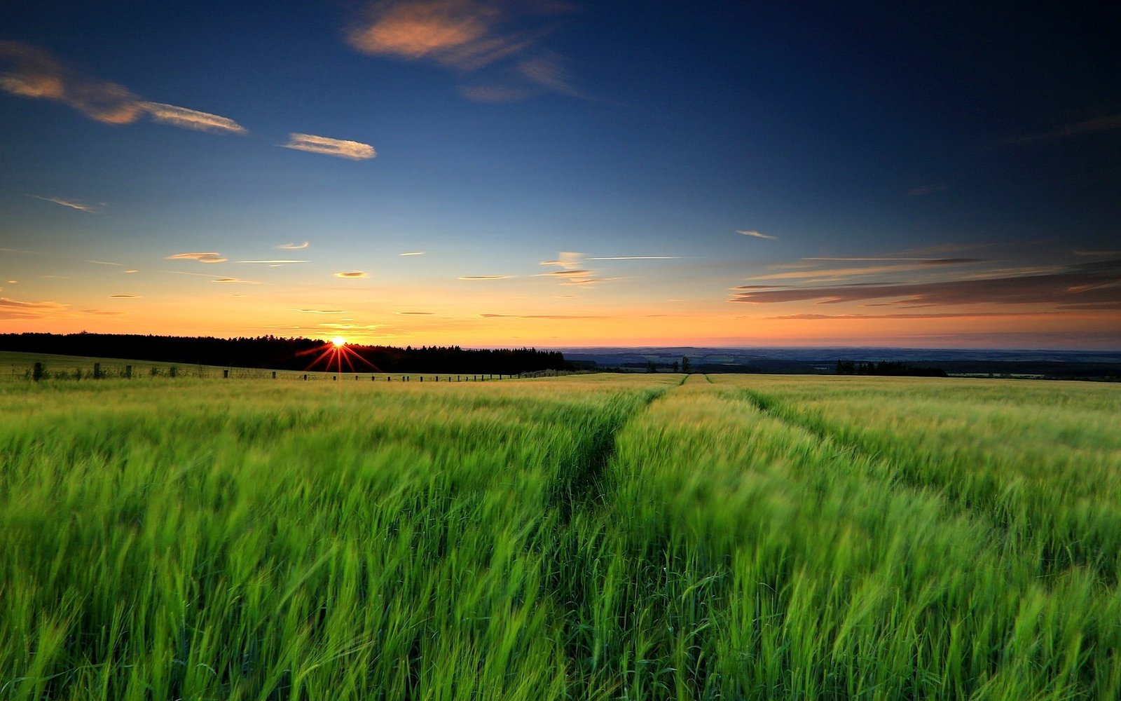 Nature landscape green grass wheat fields sunset evening sky 2k