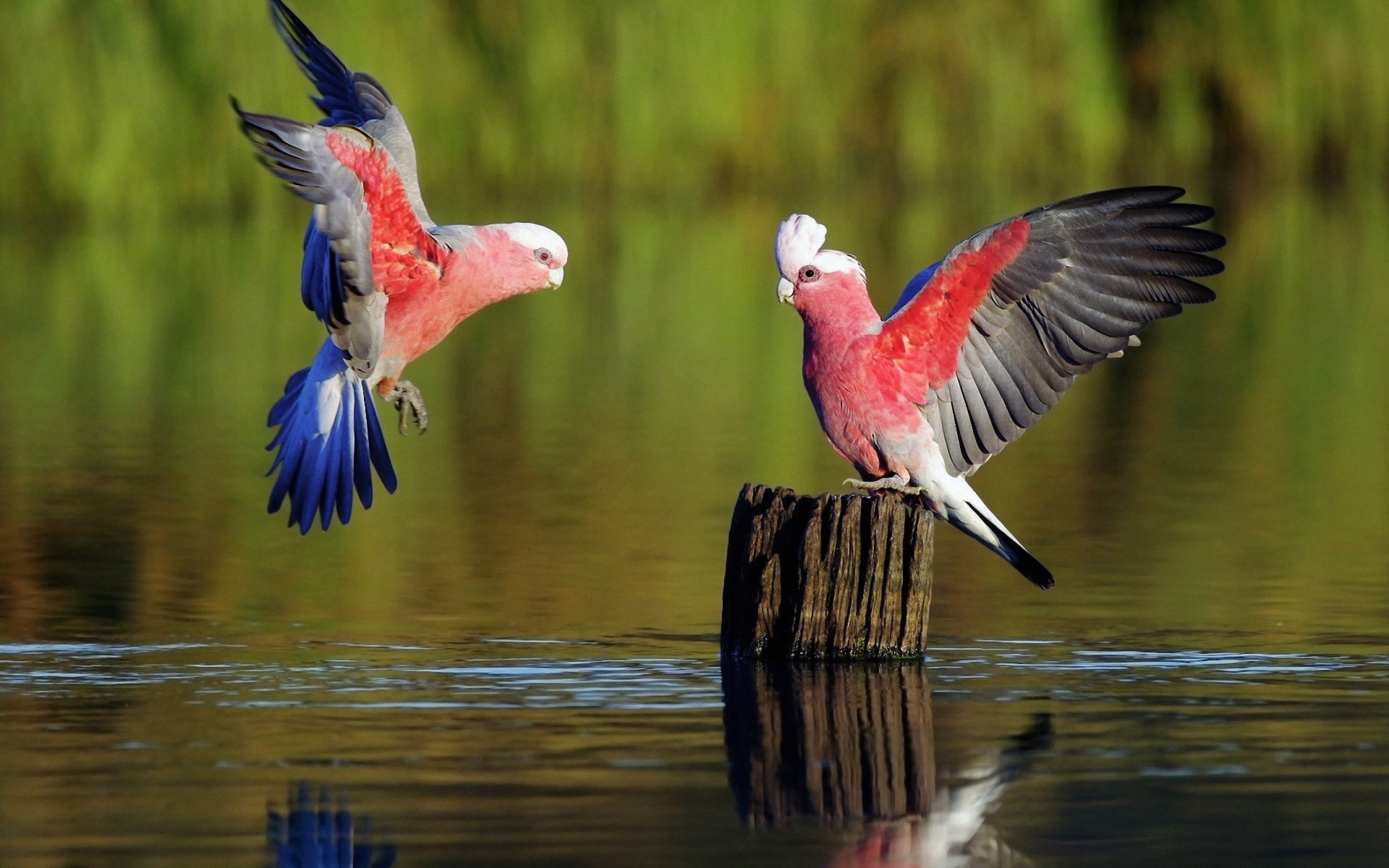 nature animals birds water parrot tree stump galah animal themes 2k