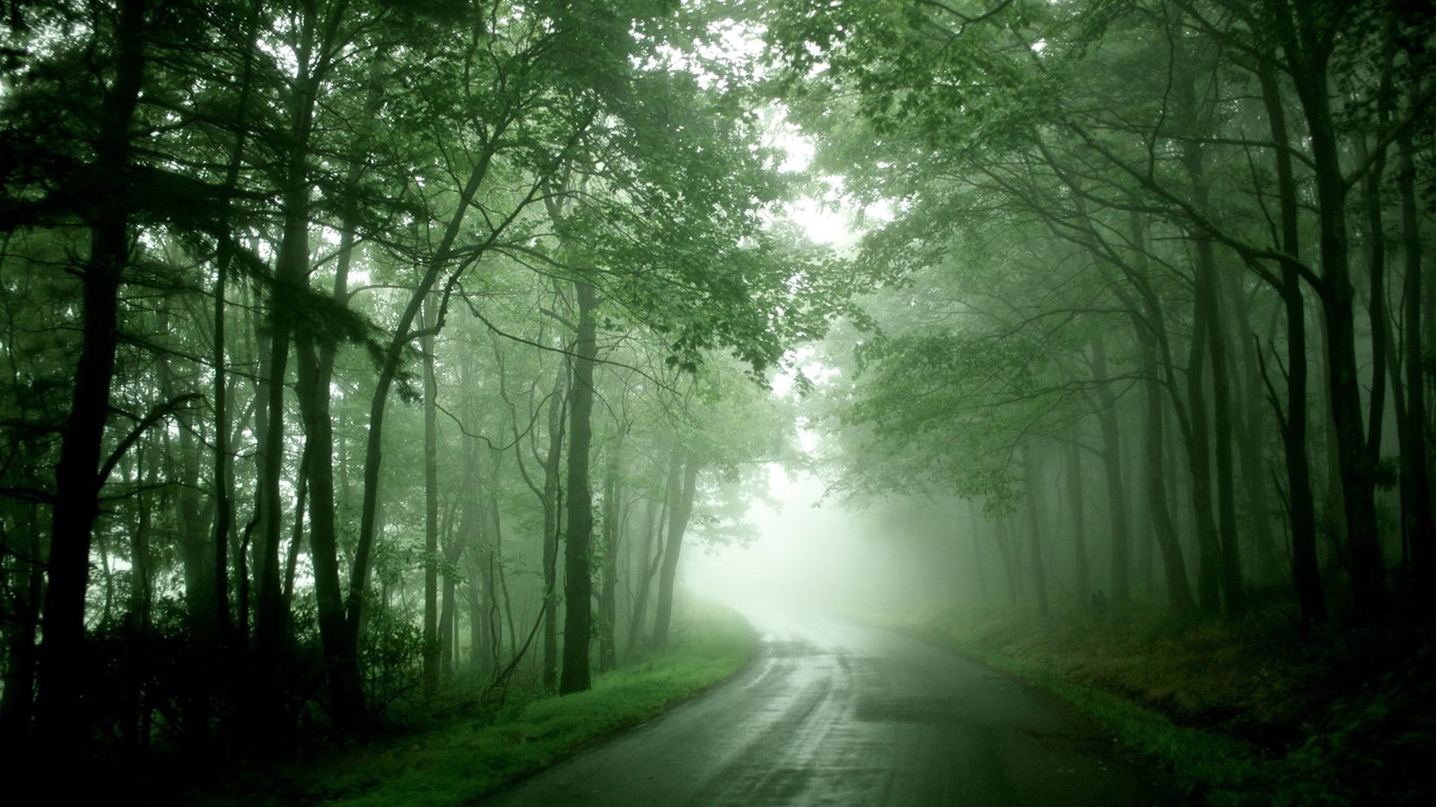 nature landscape forest tree park summer grass outdoor 2k