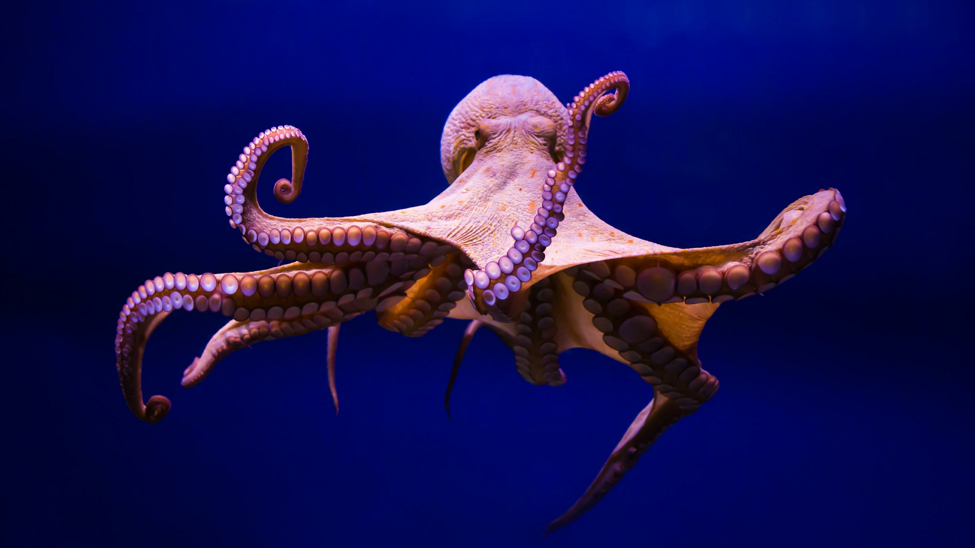 octopus cephalopod marine invertebrates organism biology 2k 4k