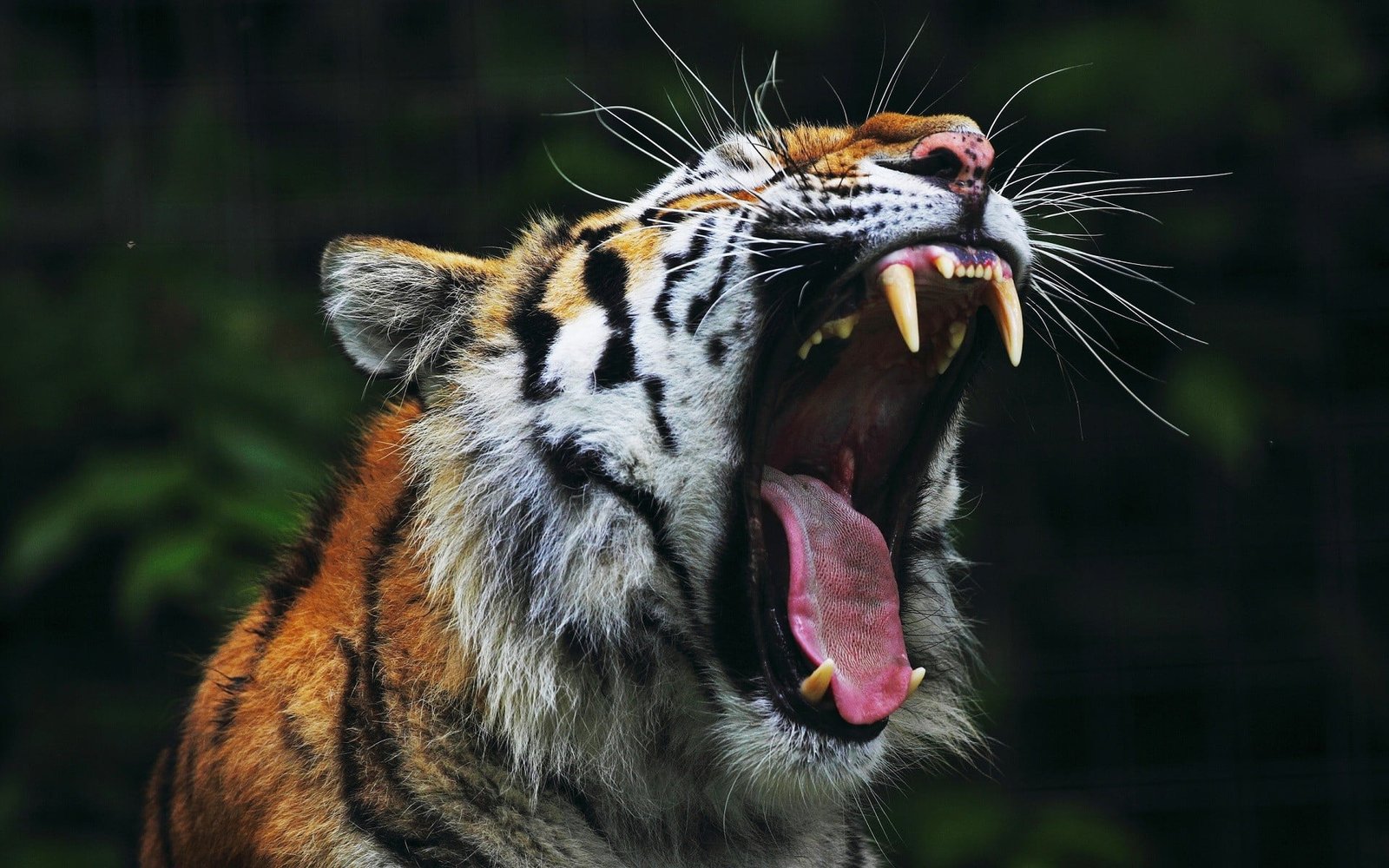 orange and white tiger animals open mouth nature big cats 2k