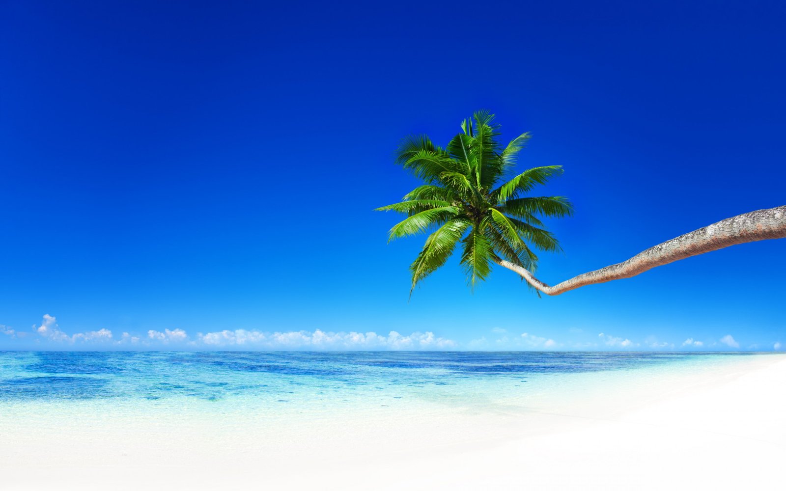 Palm on beach tropical paradise coast Sea Ocean summer 2k