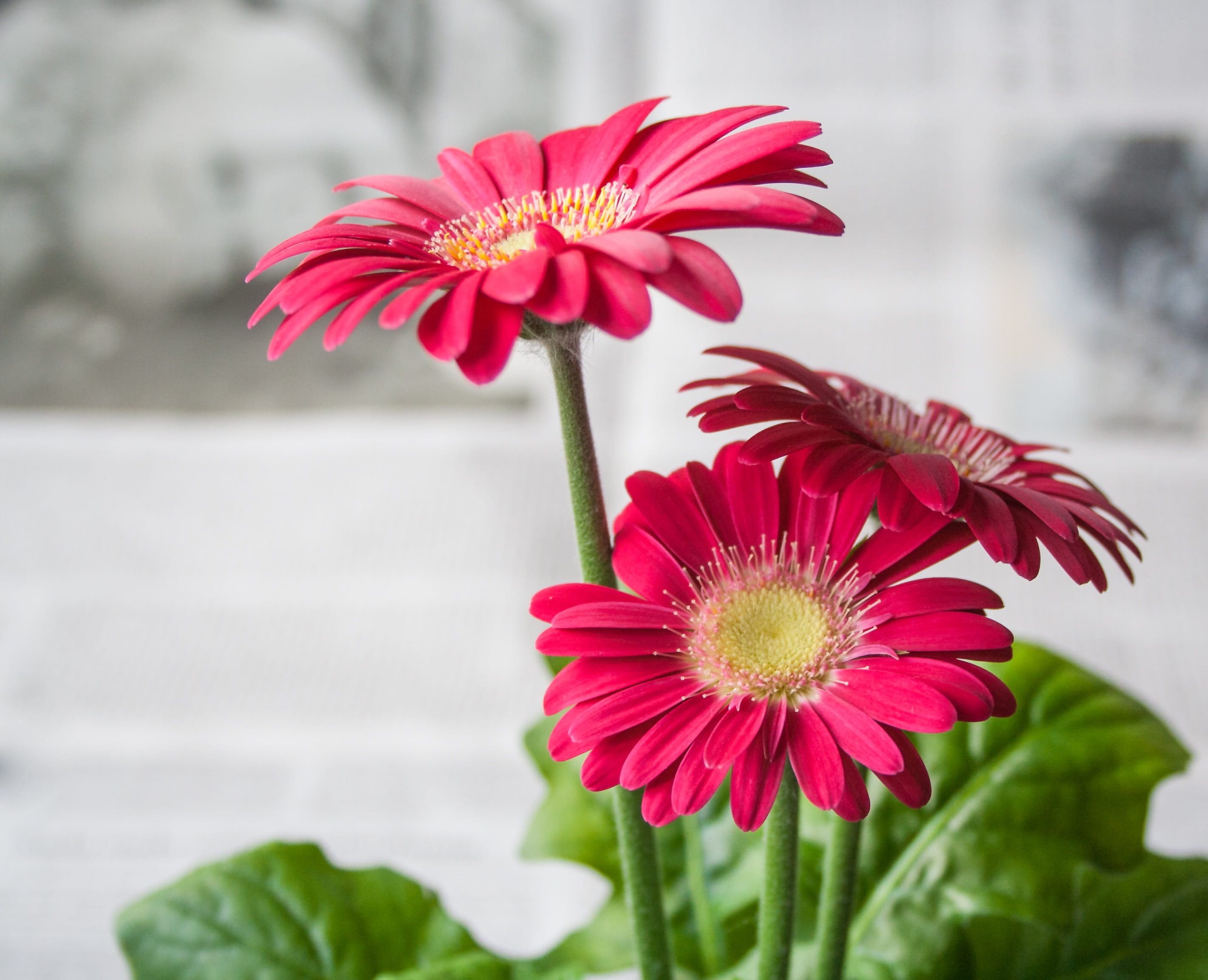 photography of red flowers spring summer garden nature gerbera 2k