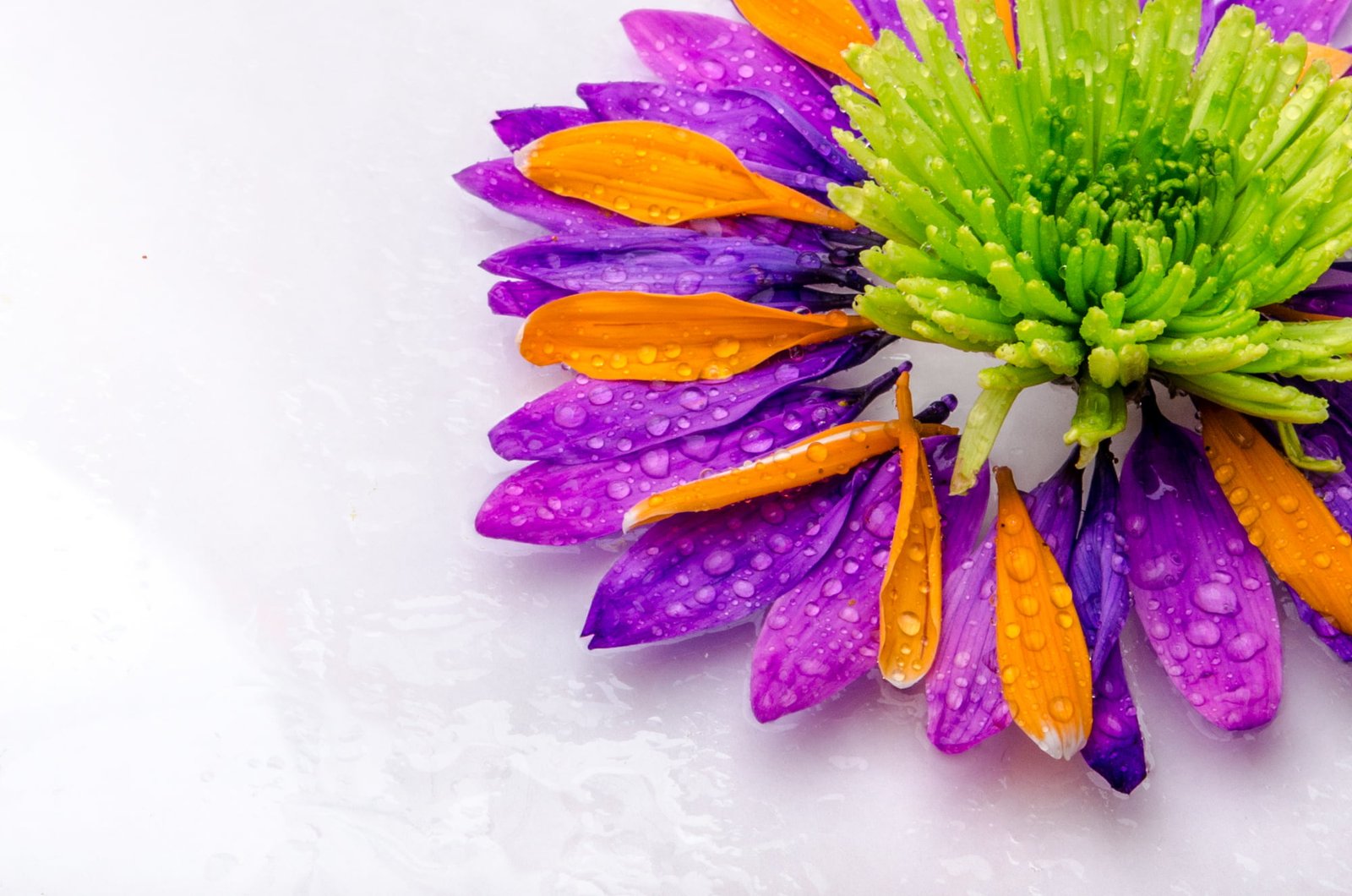 purple orange and green petals flower nature close up plant 2k