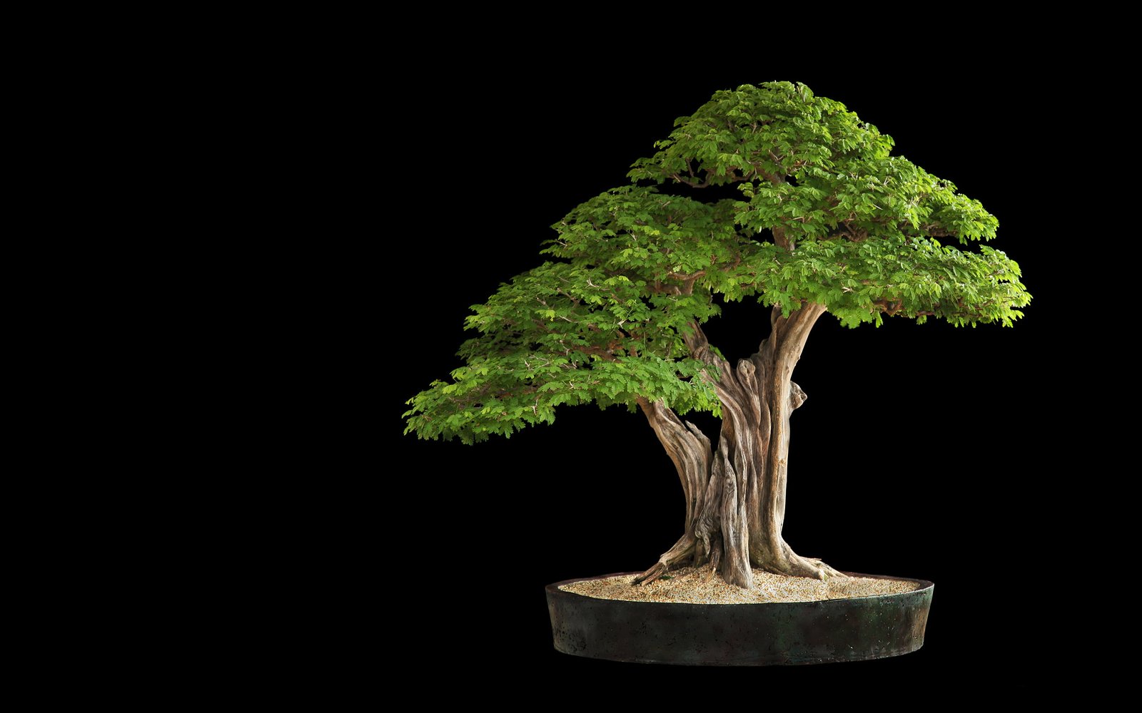 Tree Bonsai Black HD nature 2k