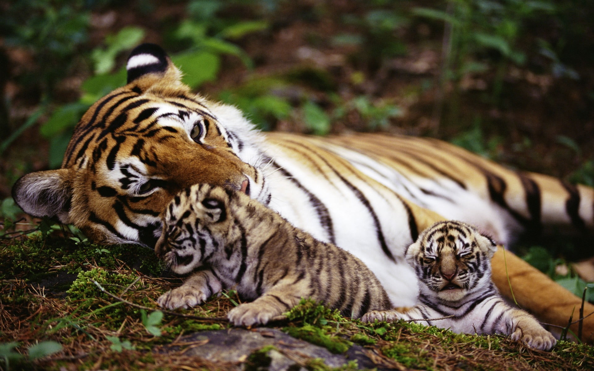 adult tiger near two cubs laying on plants animals baby 2k