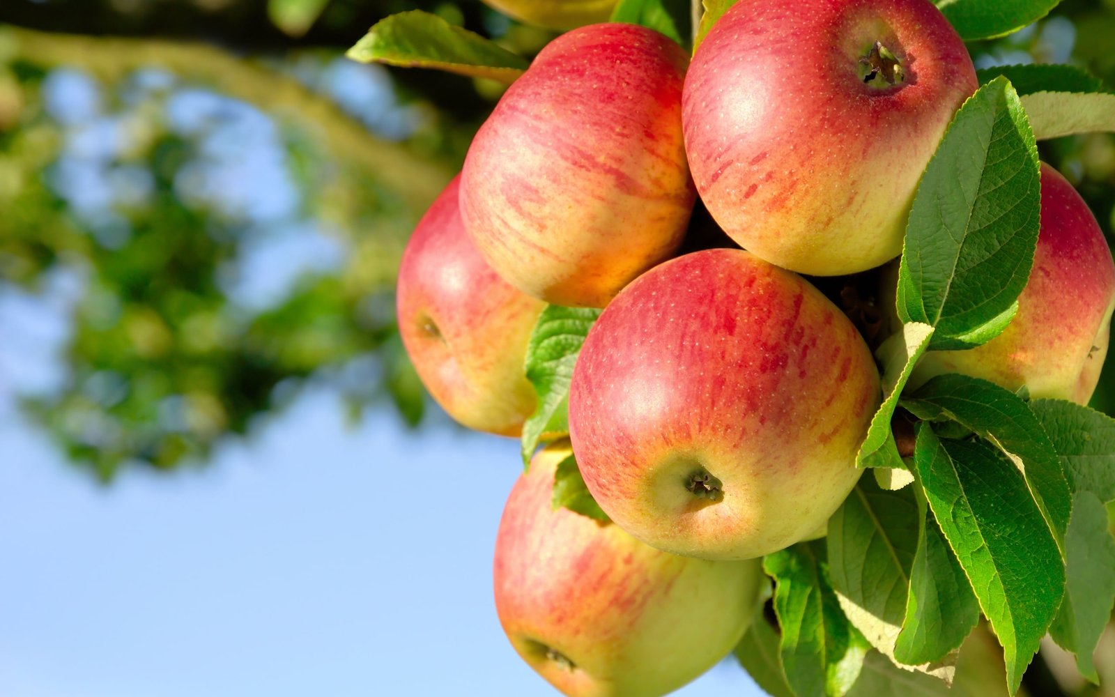 Apples On The Branch red apple fruits Nature Food branches 2k