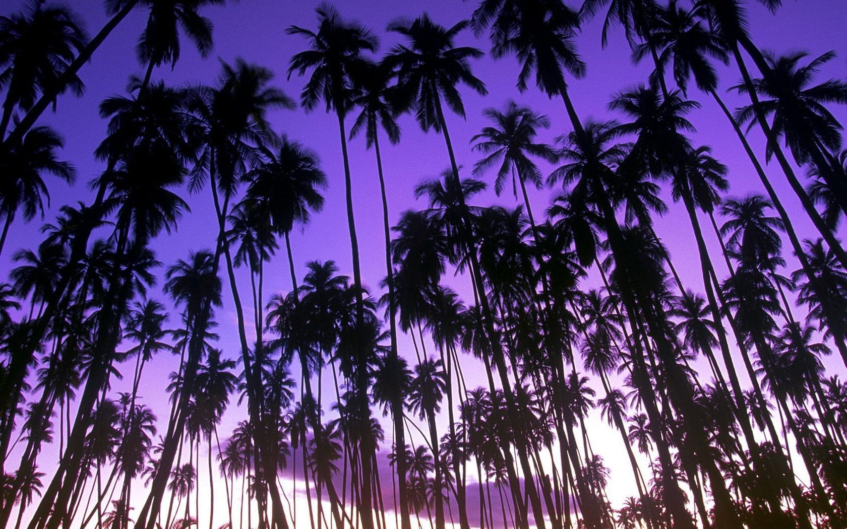 green coconut trees beach purple palm landscape dawn 2k