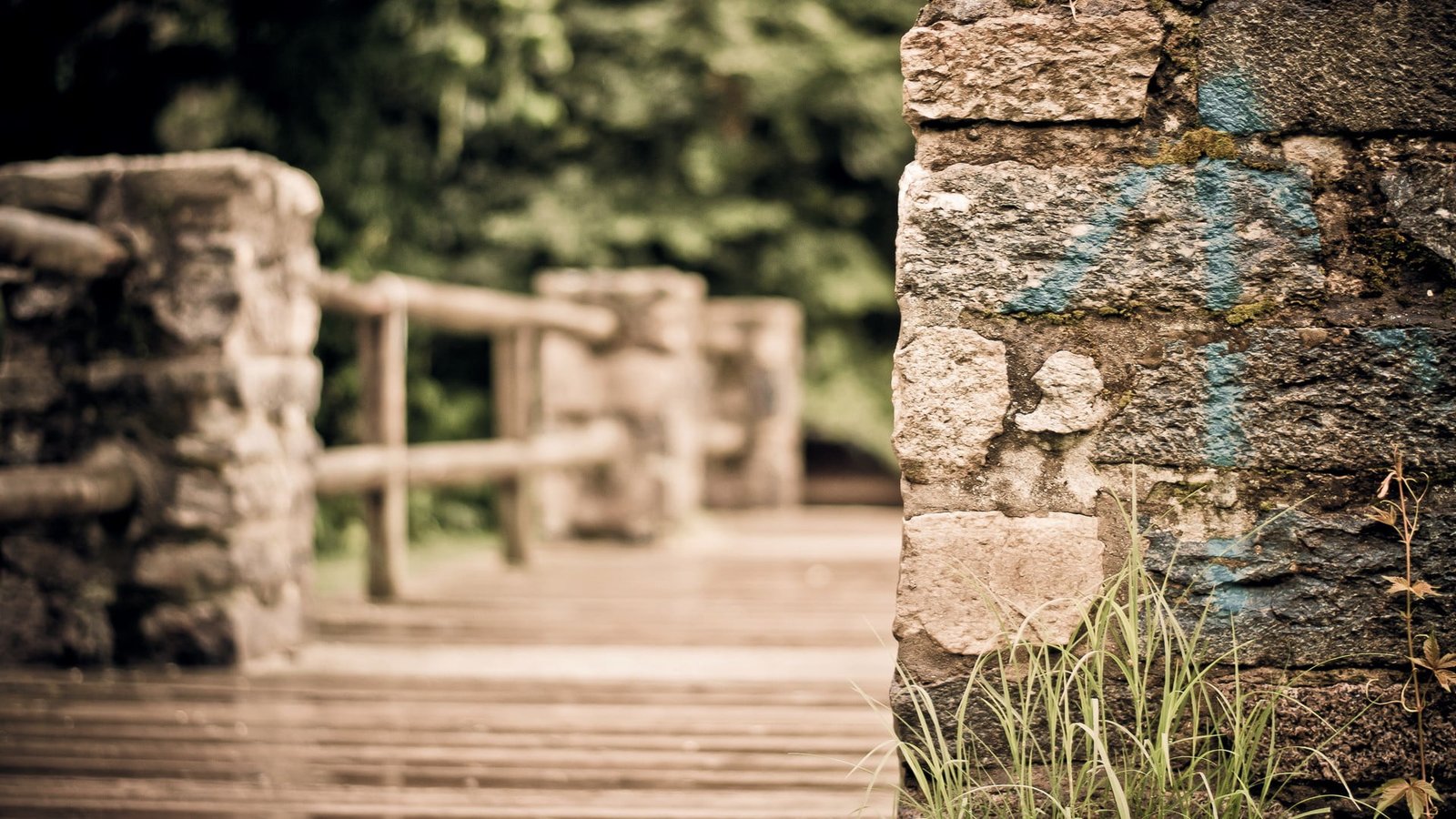 green leafed grass HDR macro bridge closeup blurred wall 2k