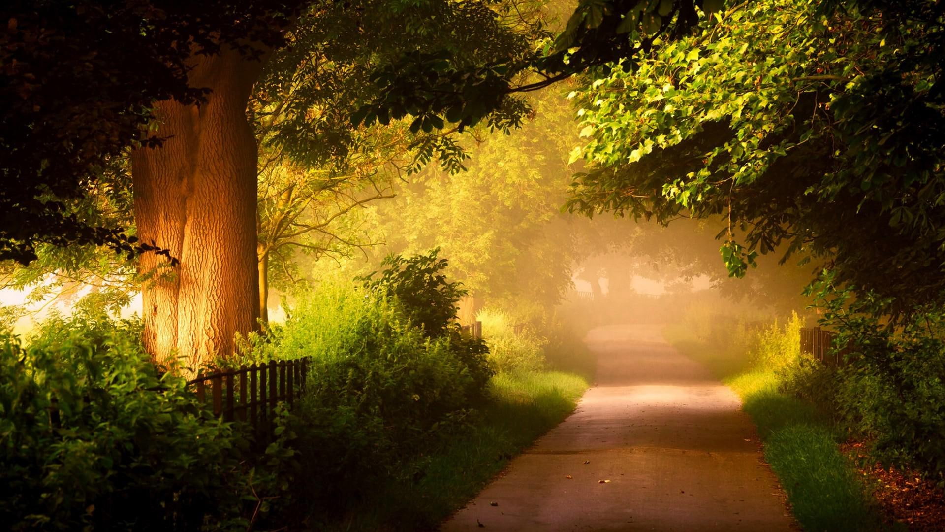 Nature forest trees roads scenery 2k