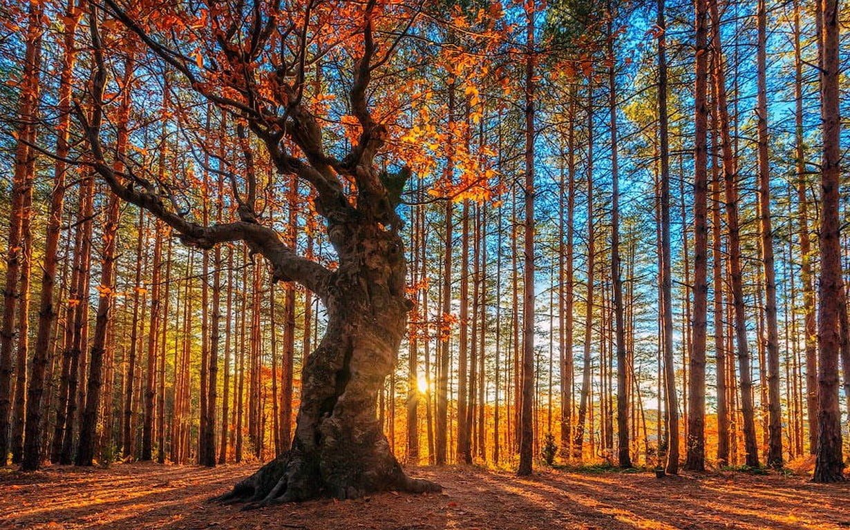 orange leafed tree landscape nature forest trees fall sun rays
