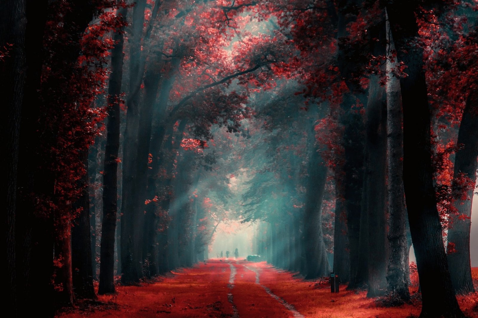 people standing between tall trees pathway red leaf during daytime 2k