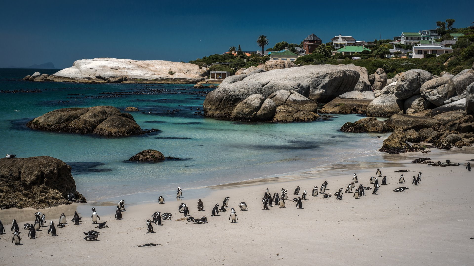 Photography Beach Boulders Cape Town Coast Penguin South Africa 2k
