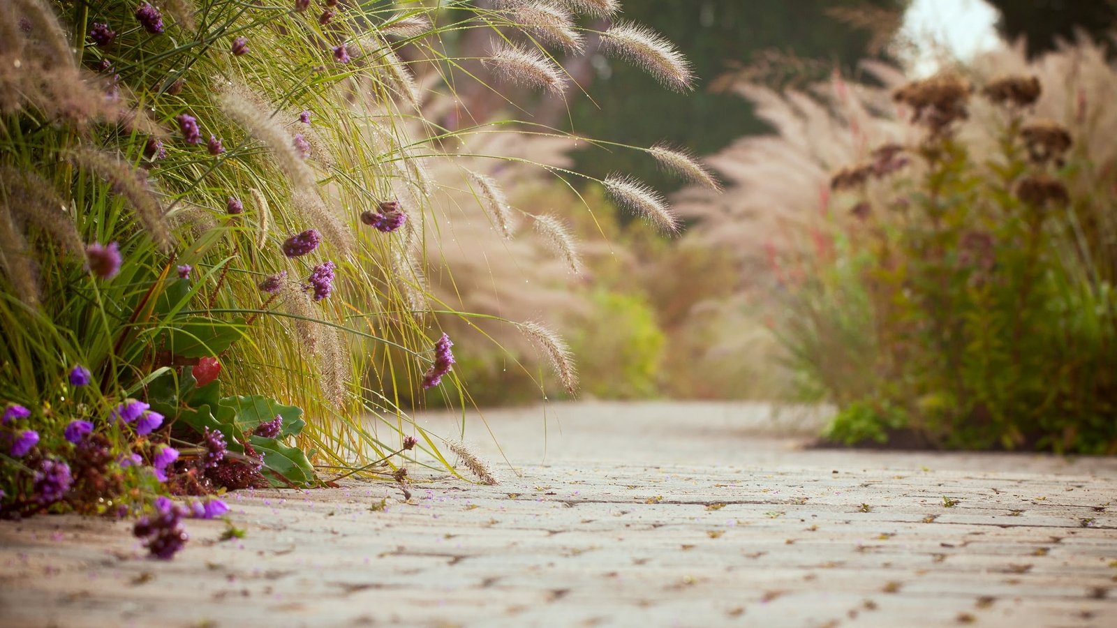 purple petaled flowers asphalt background widescreen Wallpaper 2k