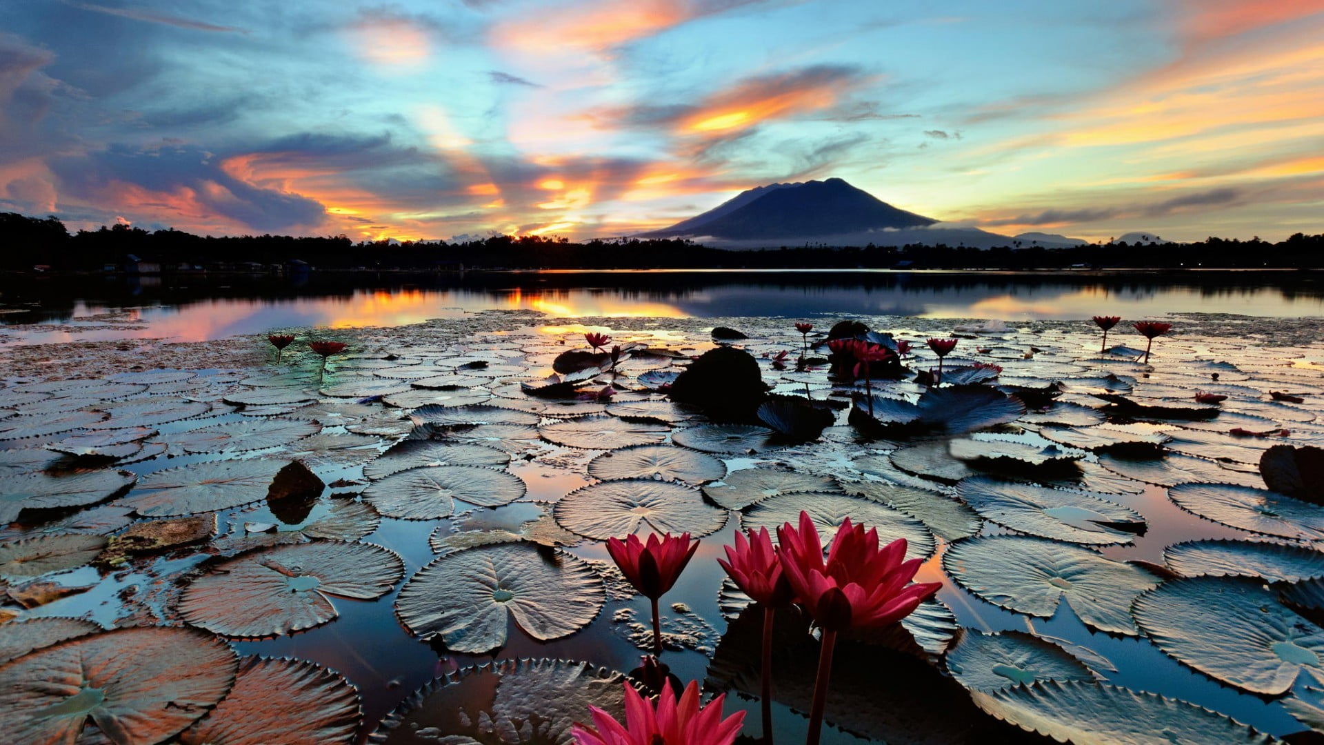red water lily flower view of lotus flowers at the lake through mountain 2k