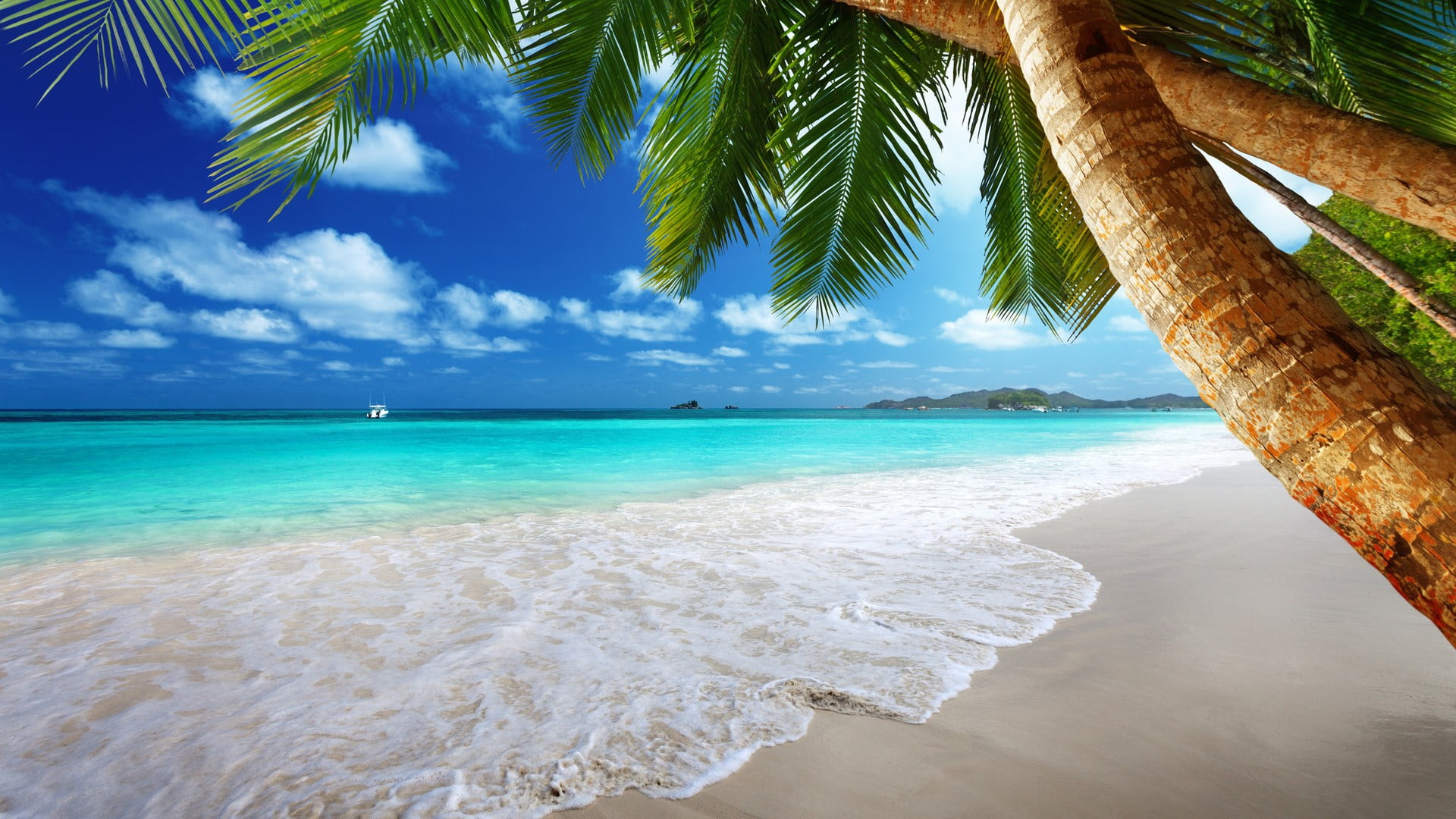 sea waves and green coconut trees beach palm tropical 2k
