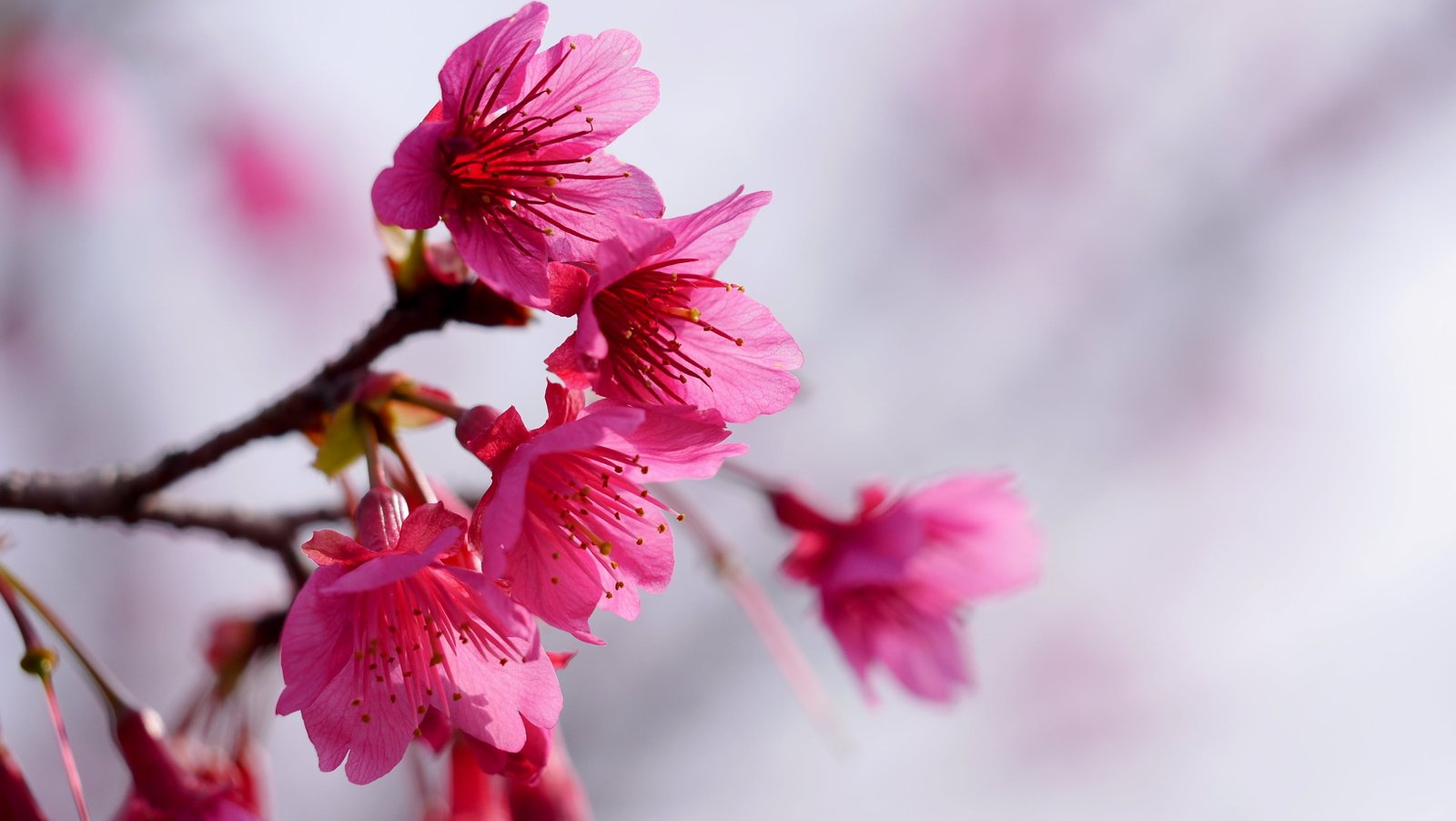 selective focus of pink petaled flowers nature Color branch 2k