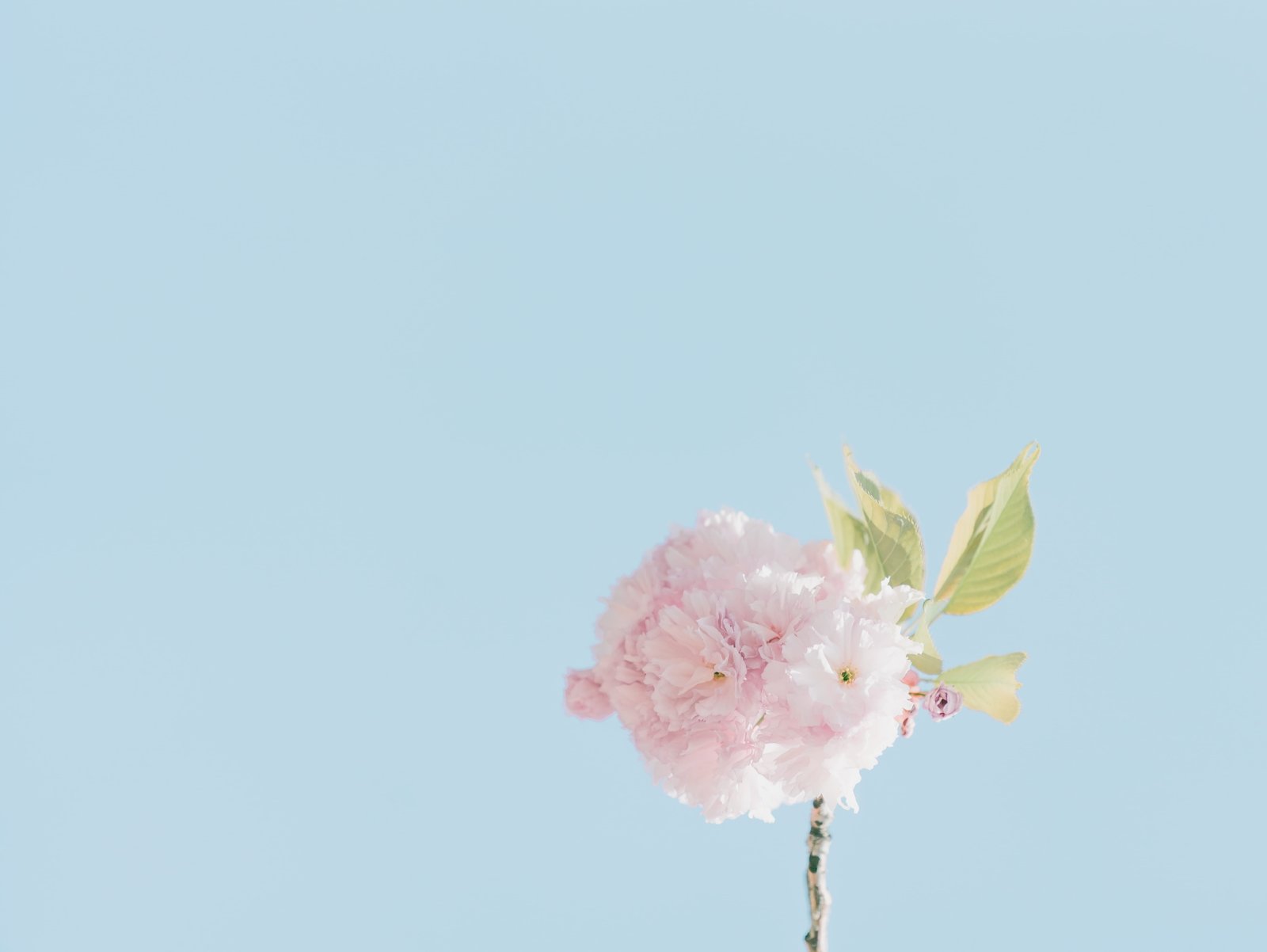 selective focus photography of pink petaled flower shallow white 2k 4k 5k