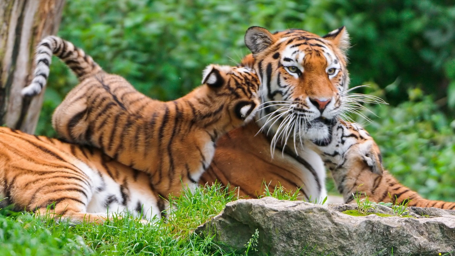 tiger and cubs animals nature baby feline cat animal themes 2k