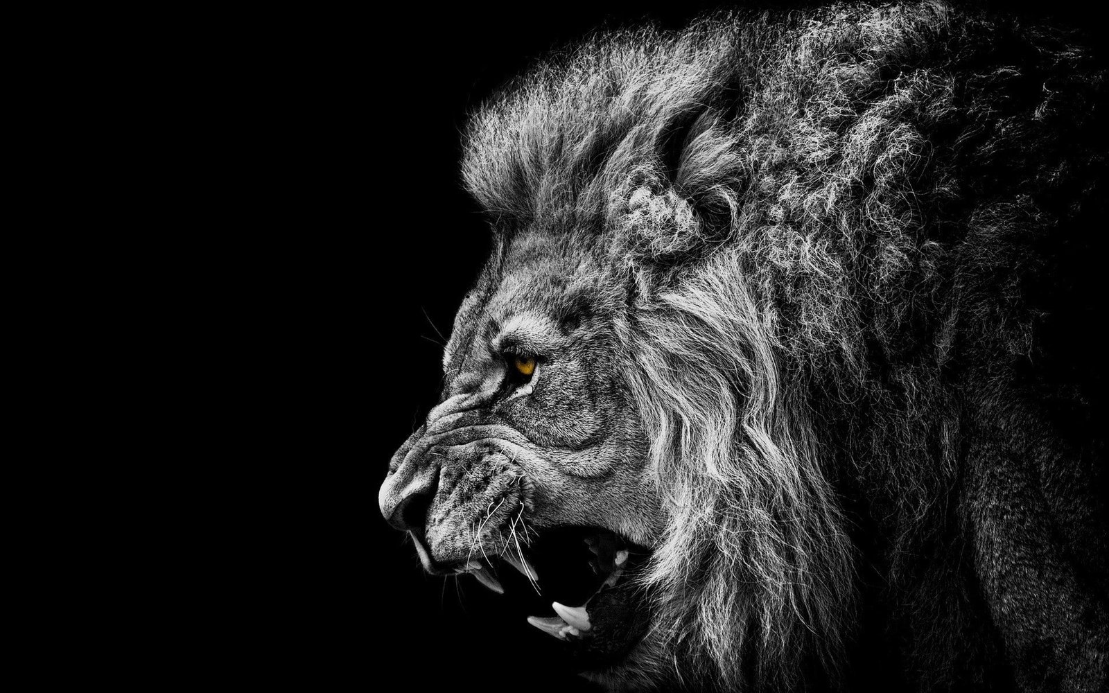 anime black white lion background selective coloring monochrome 2k