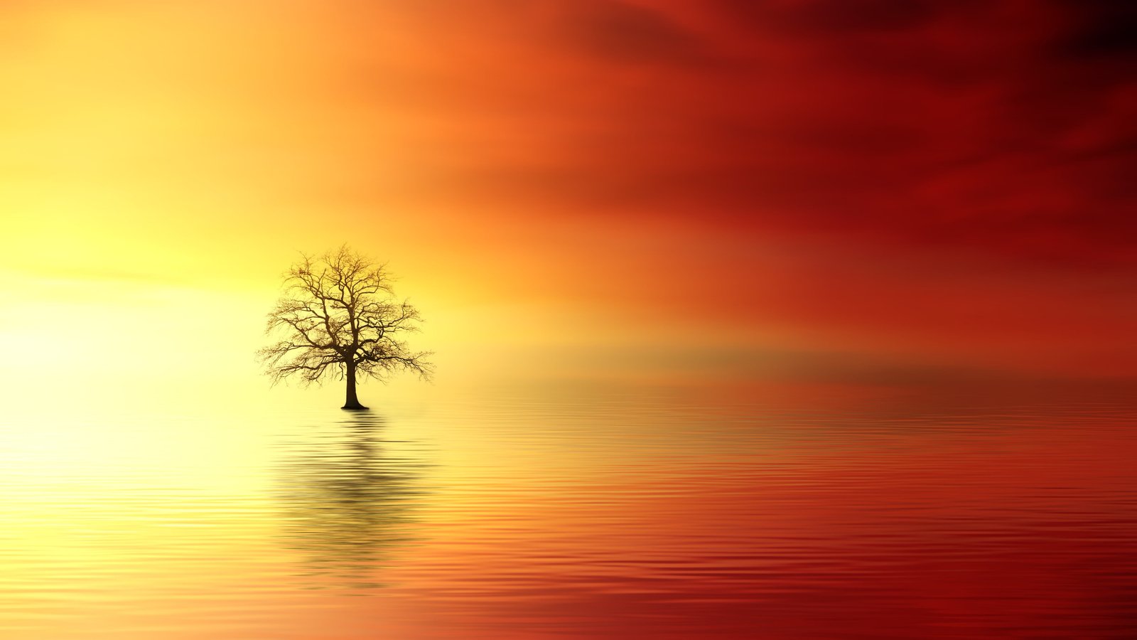 bare tree surrounded by body of water digital wallpaper sunset 2k 4k 5k