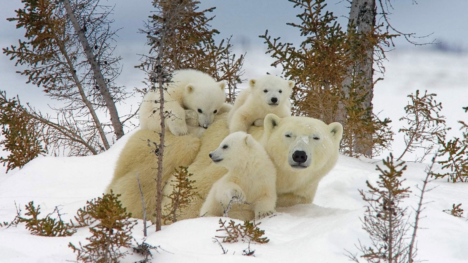 bears polar baby animals snow nature 2k