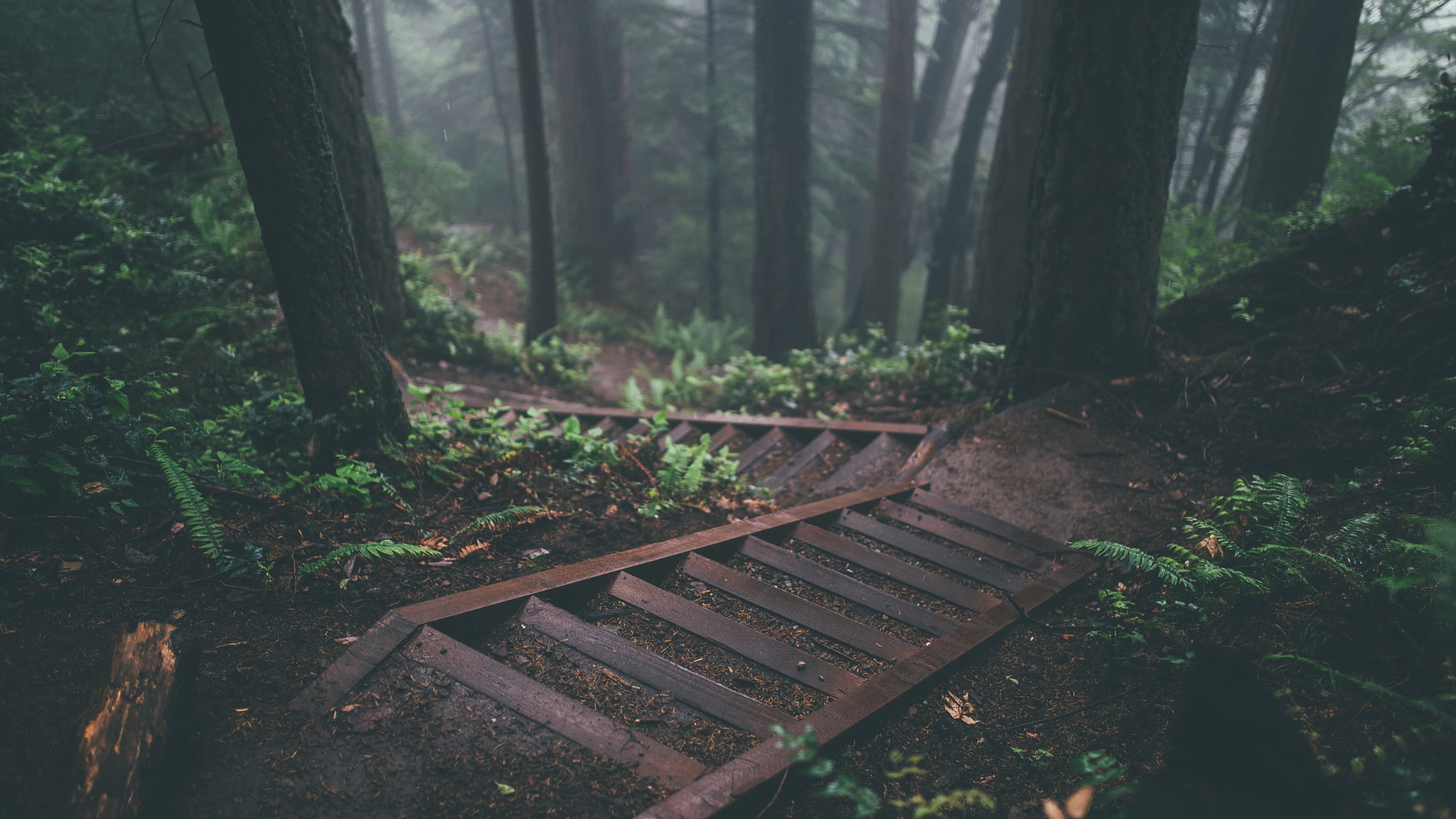 brown stairs photo of wooden and trees steps forest 2k