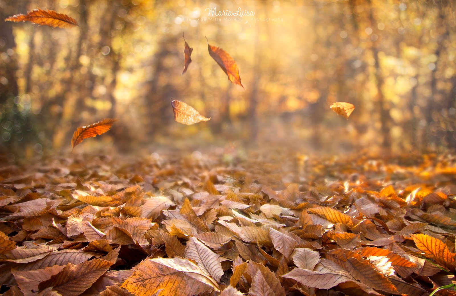 dried leaves fall nature depth of field wind forest autumn 2k
