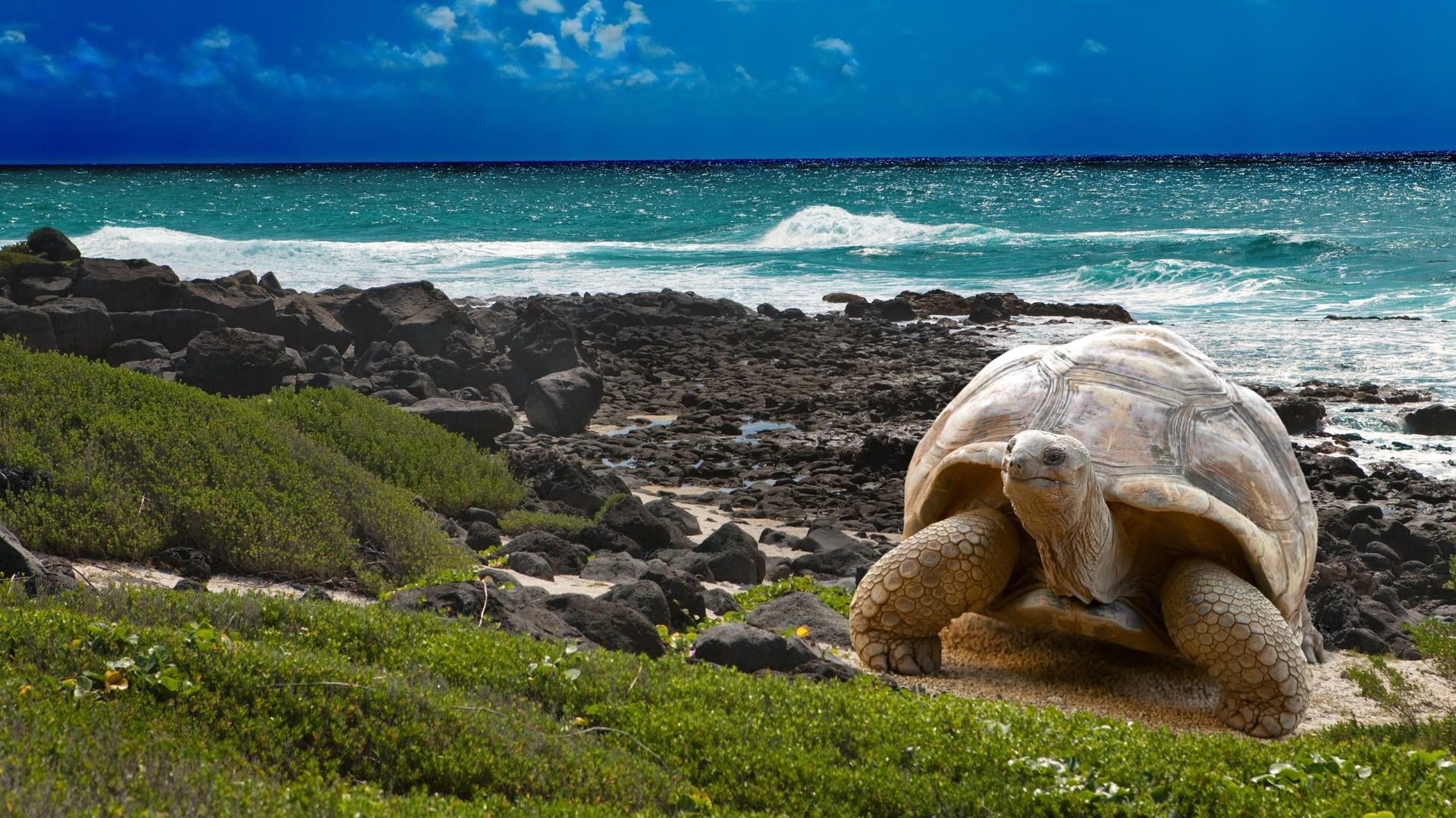galapagos islands giant turtle coastline stones waves blue sky 2k
