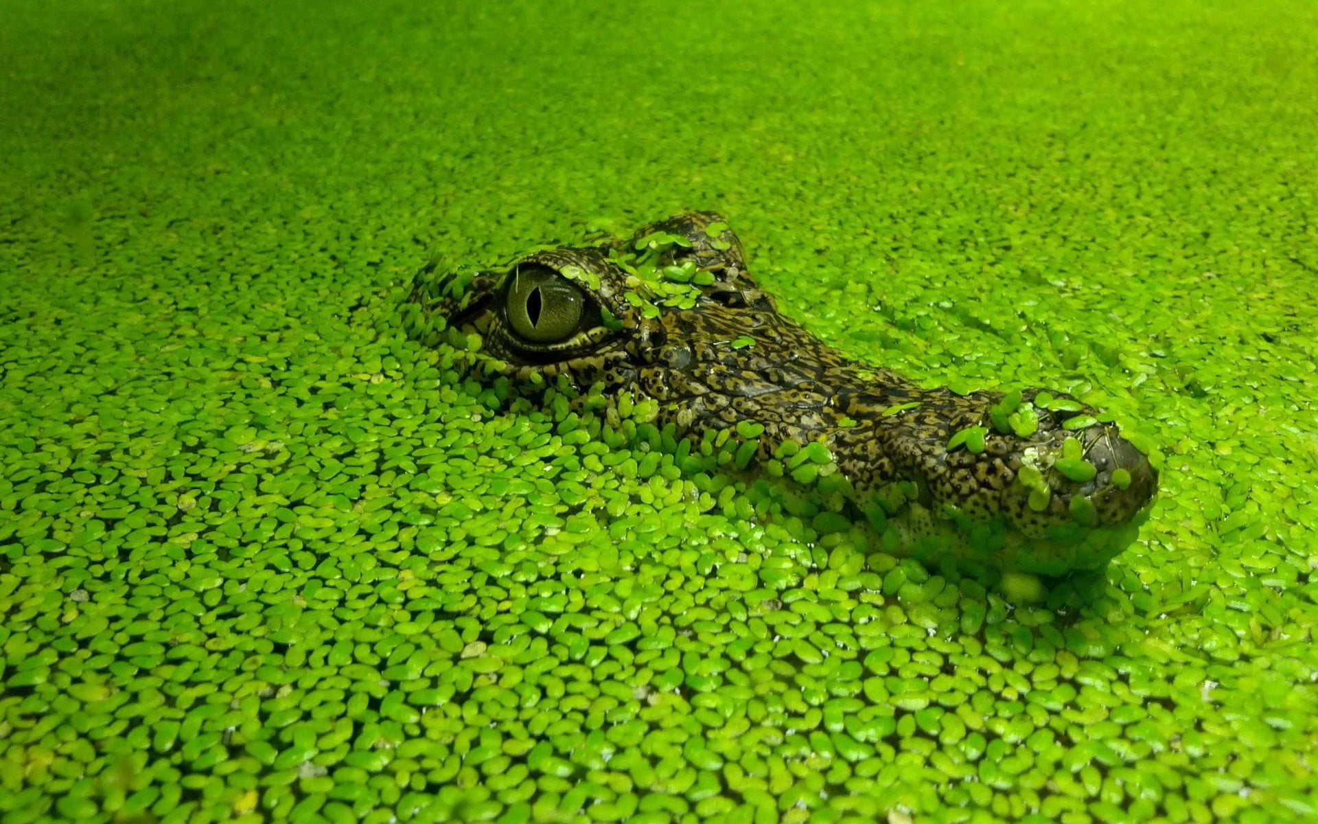 green and brown alligator crocodiles nature animals reptiles 2k
