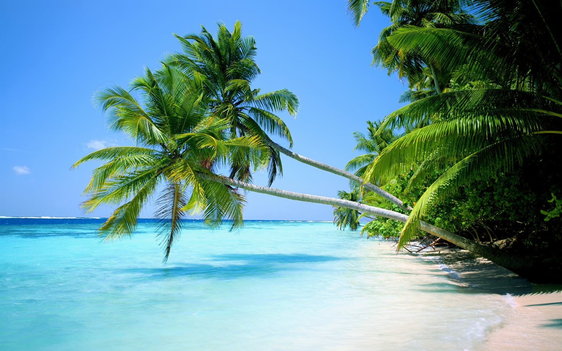 green coconut palm trees nature landscape water sea tropical 2k