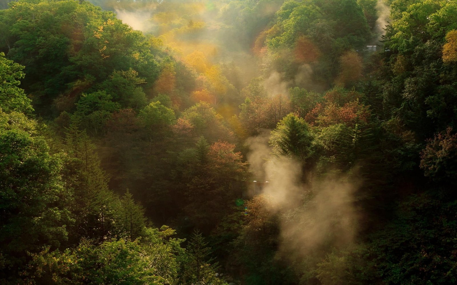 green tree natures aerial photo of forest during daytime 2k