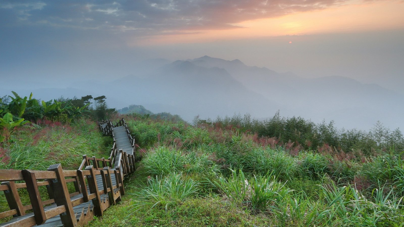 hd images nature pc plant beauty in scenics 2k