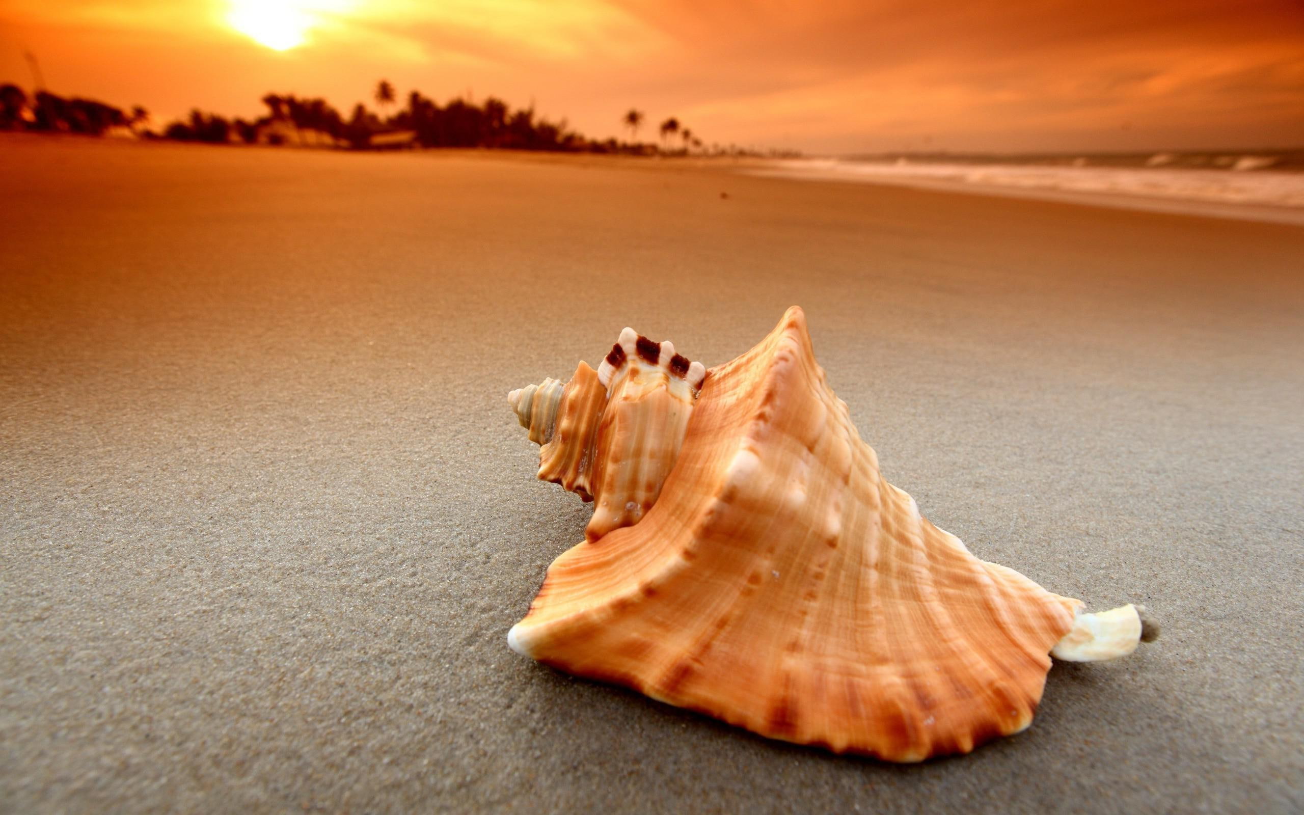 Shell on the beach orange and white conch shell beaches 2k