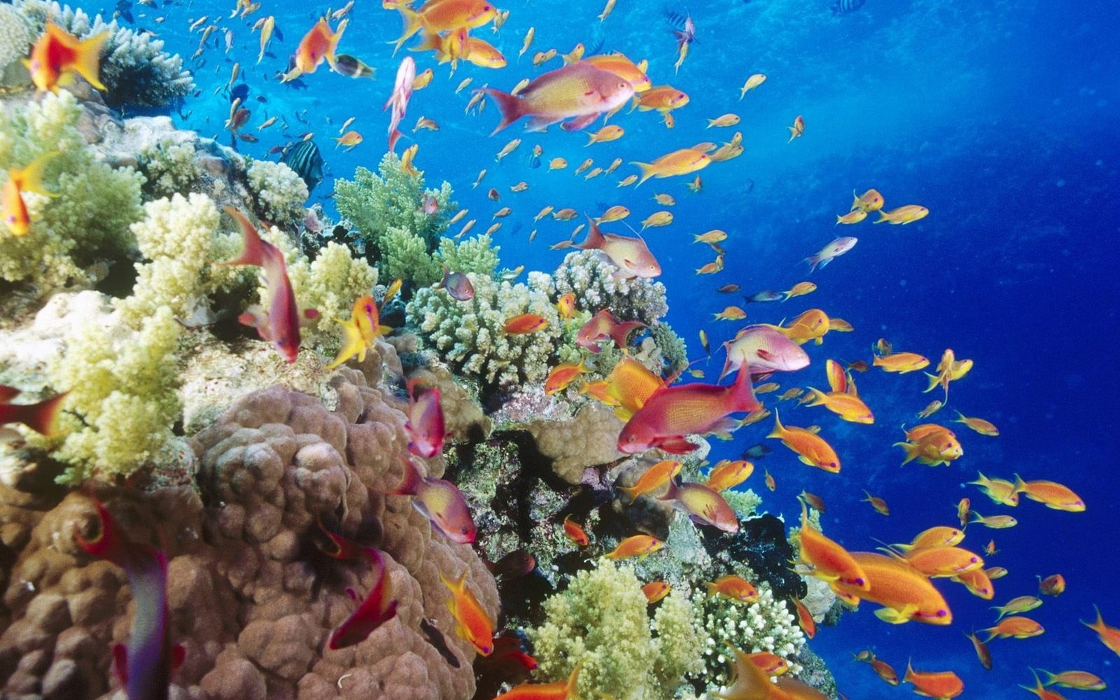 shoal of pet fishes illustration coral sea underwater nature 2k