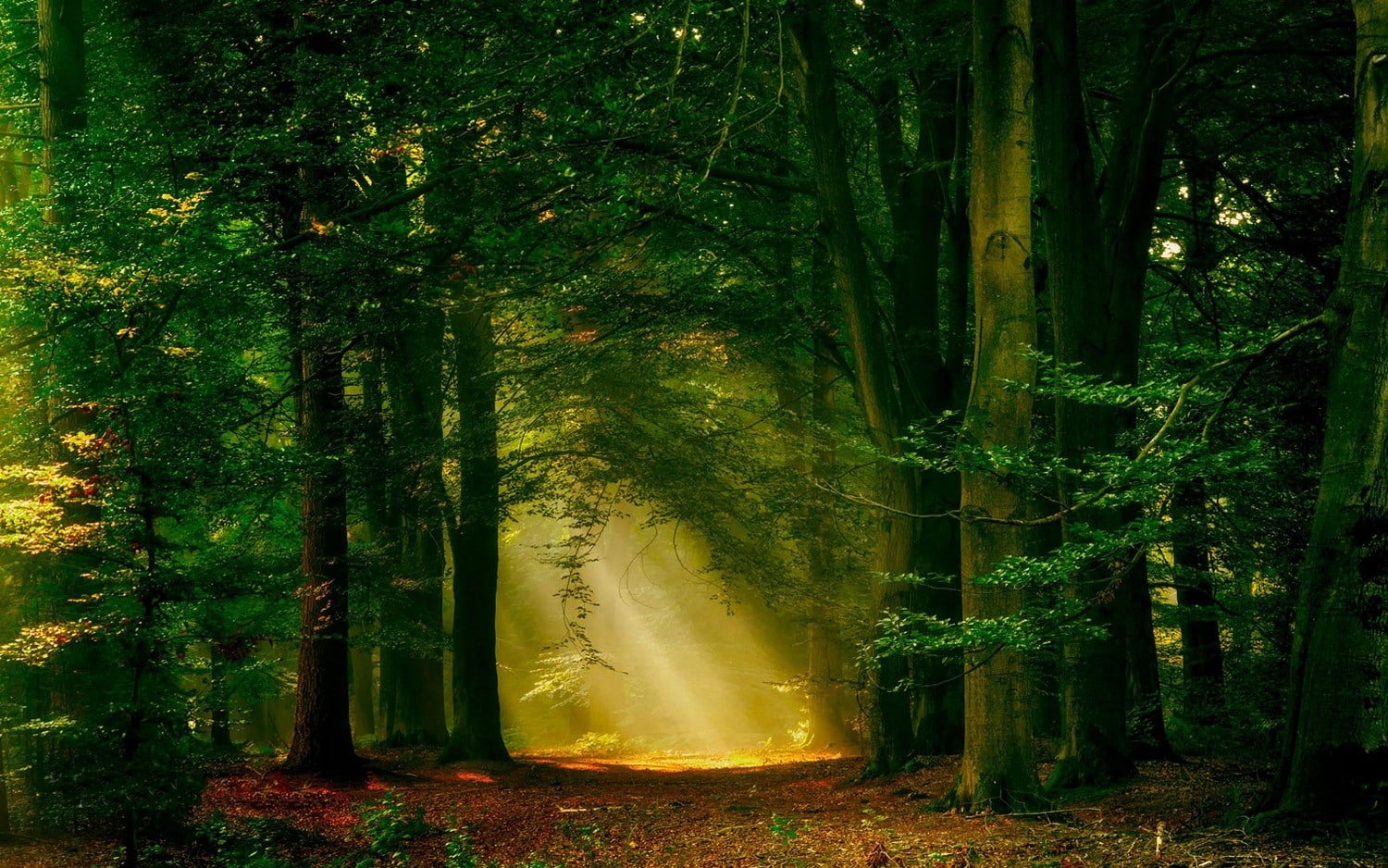 sun rays forest nature path trees landscape mist plant 2k