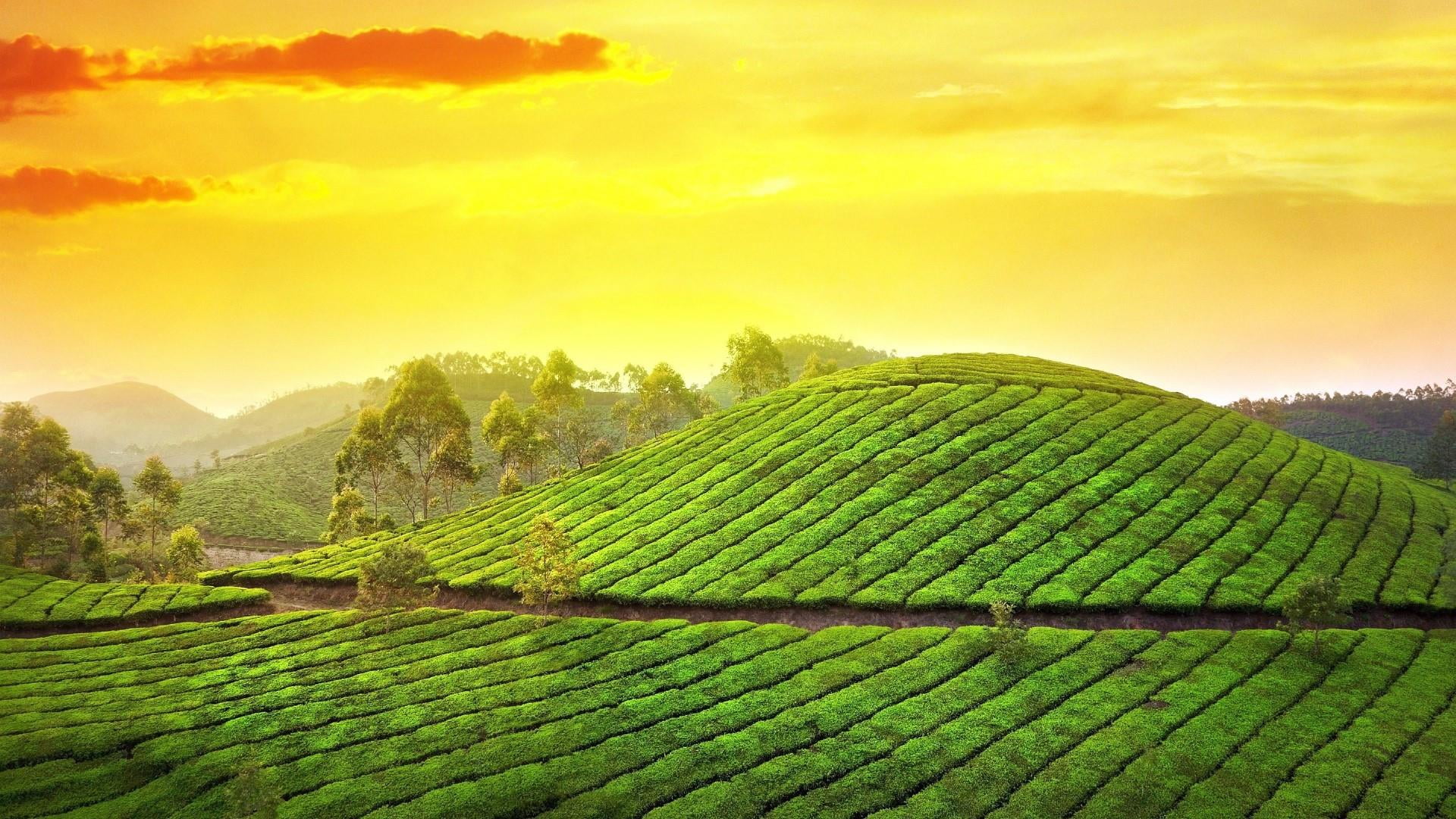 tea garden green field sky agriculture hill leaf morning 2k