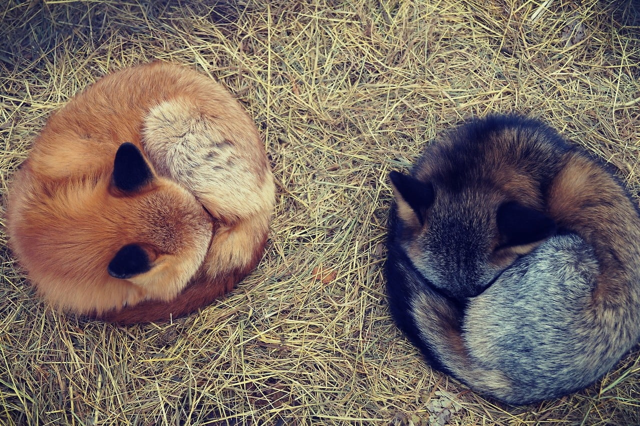 two brown and black foxes sleeping on grass during daytime